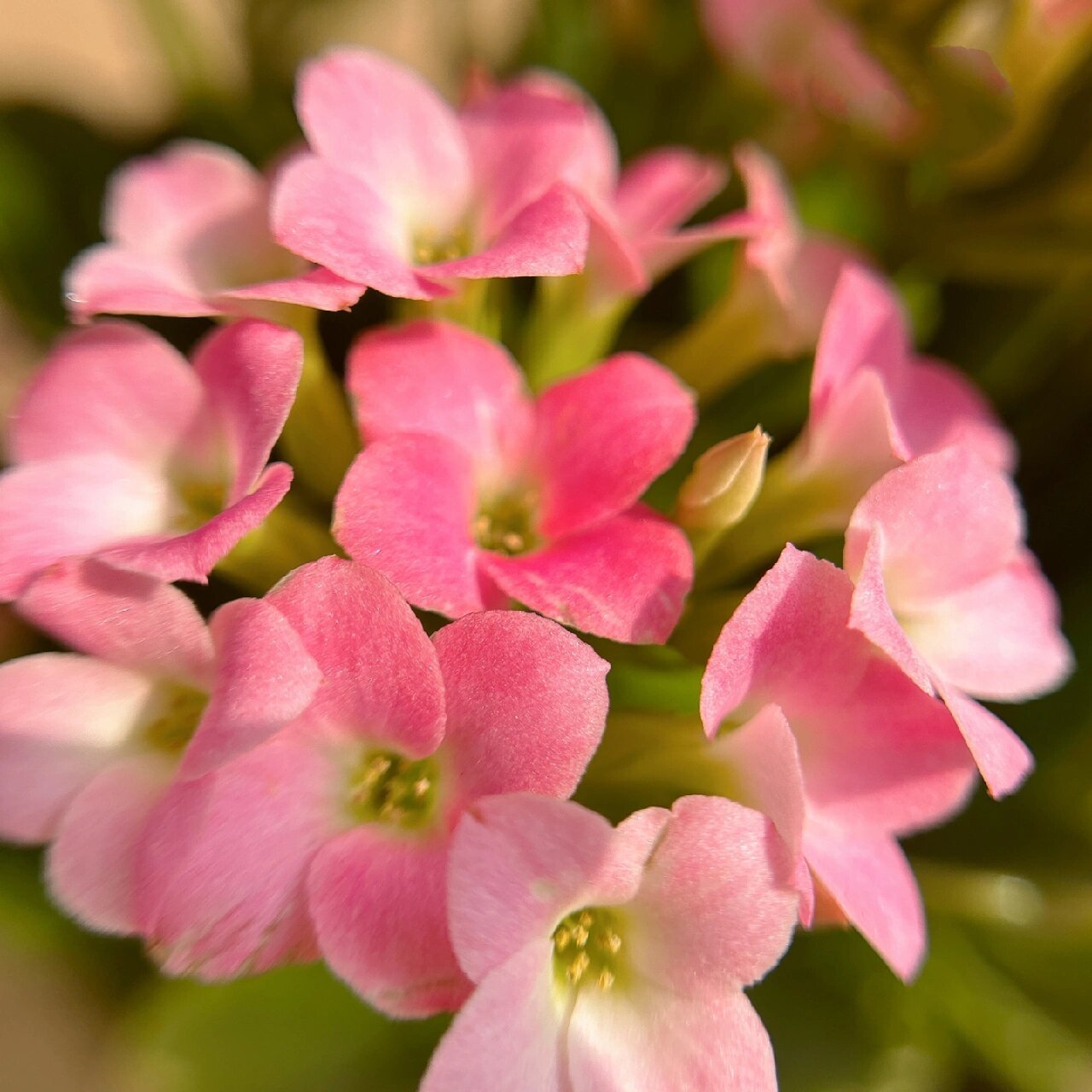 长寿花(30)哈瑞特--单瓣 淡妆浓抹总相宜～入手的第二盆单瓣,看惯了