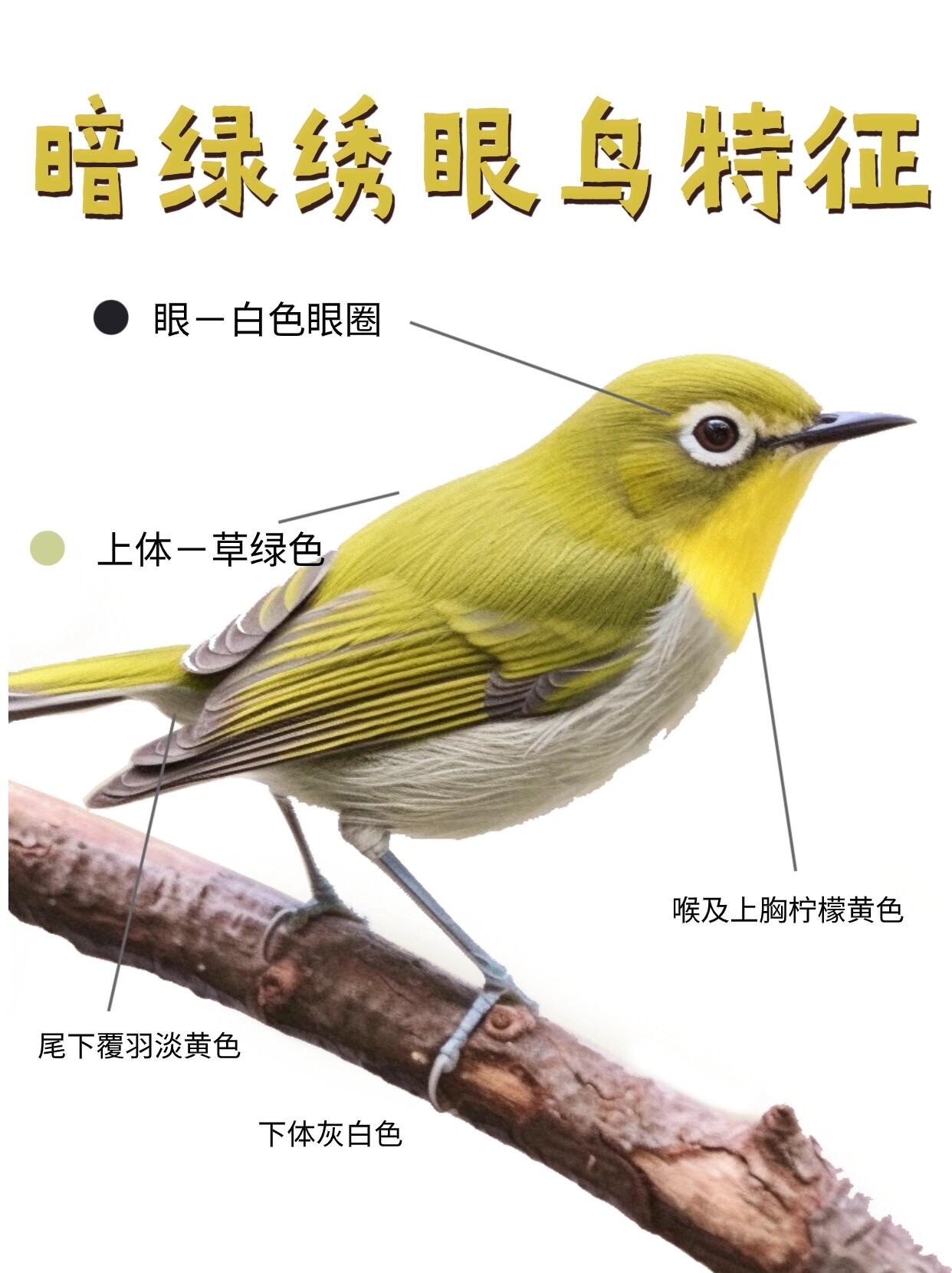 每天一种城市常见鸟|暗绿绣眼鸟
