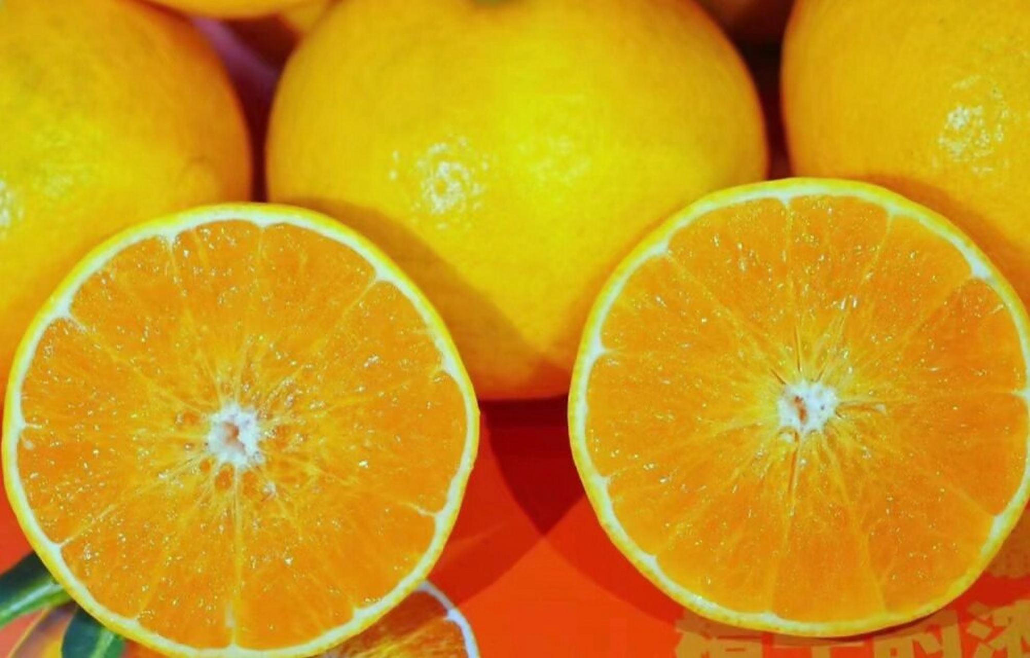 阳光一号橘柚是柑橘中最好吃的品种之一,但是目前市面稀少,至少有5%%