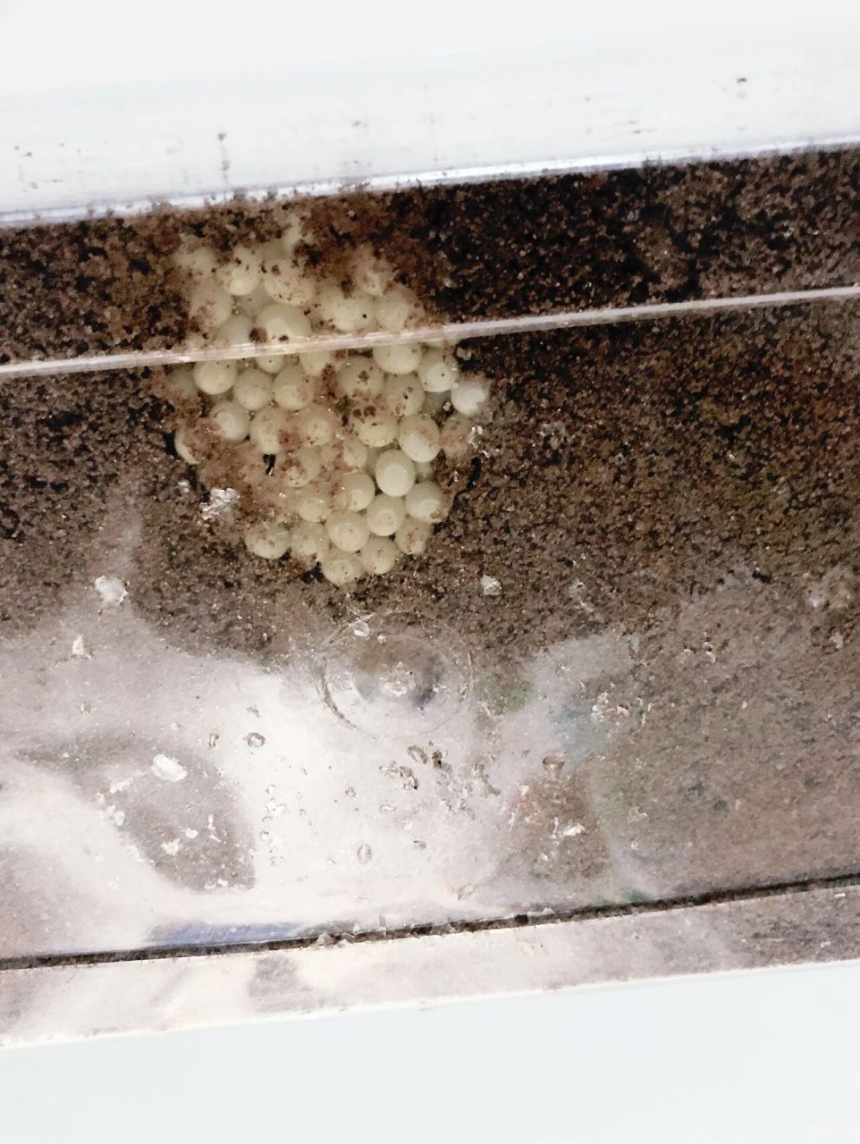 今天早上发现我家的白玉蜗牛🐌下蛋了,第一次经历也没有经验!