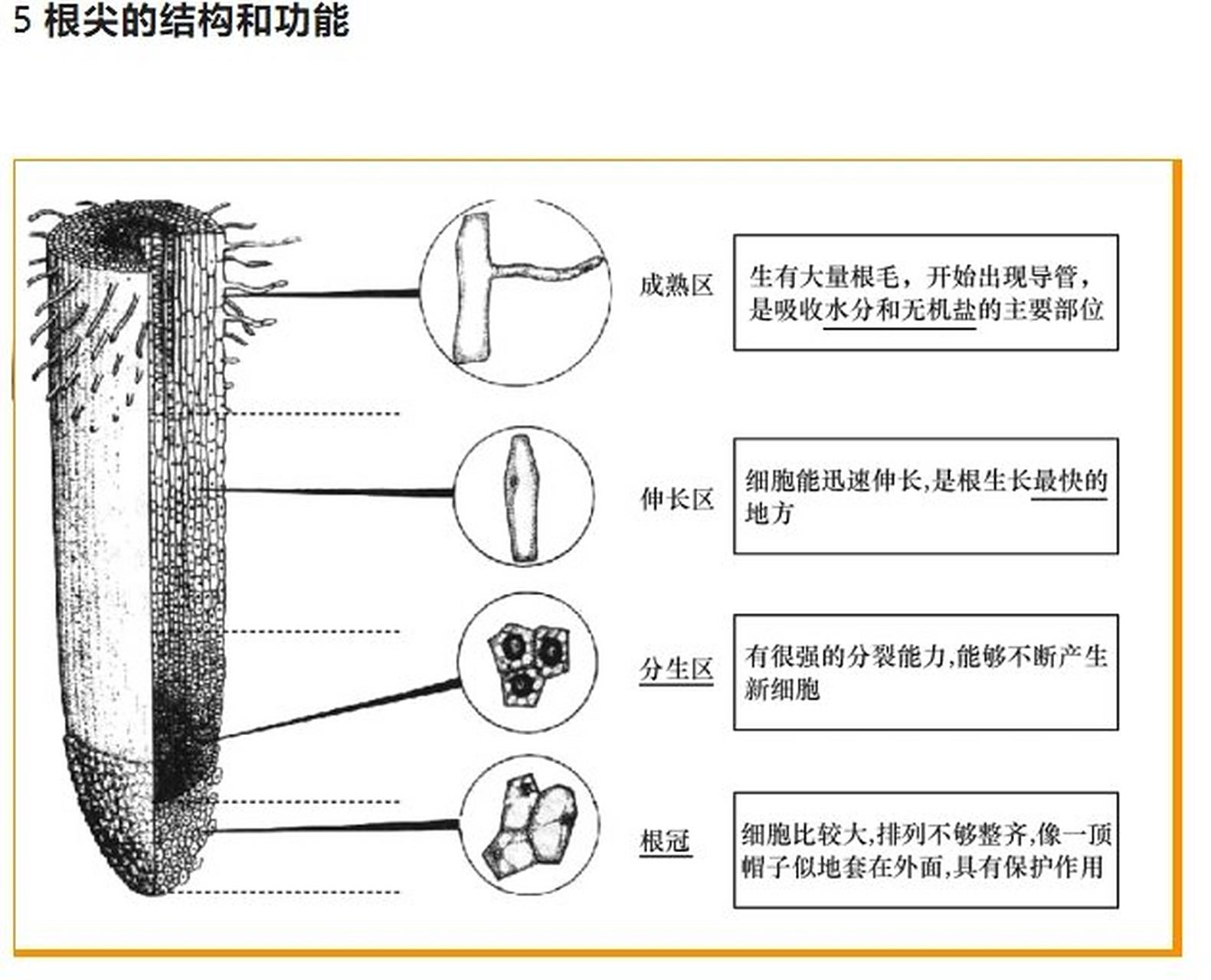 5根尖的结构和功能 一天一个必记图,25天搞定初中结构