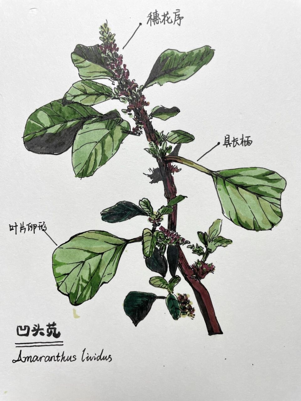 绘画练习|植物篇草图-凹头苋 日常手绘练习〖植物〗 凹头苋(又名野