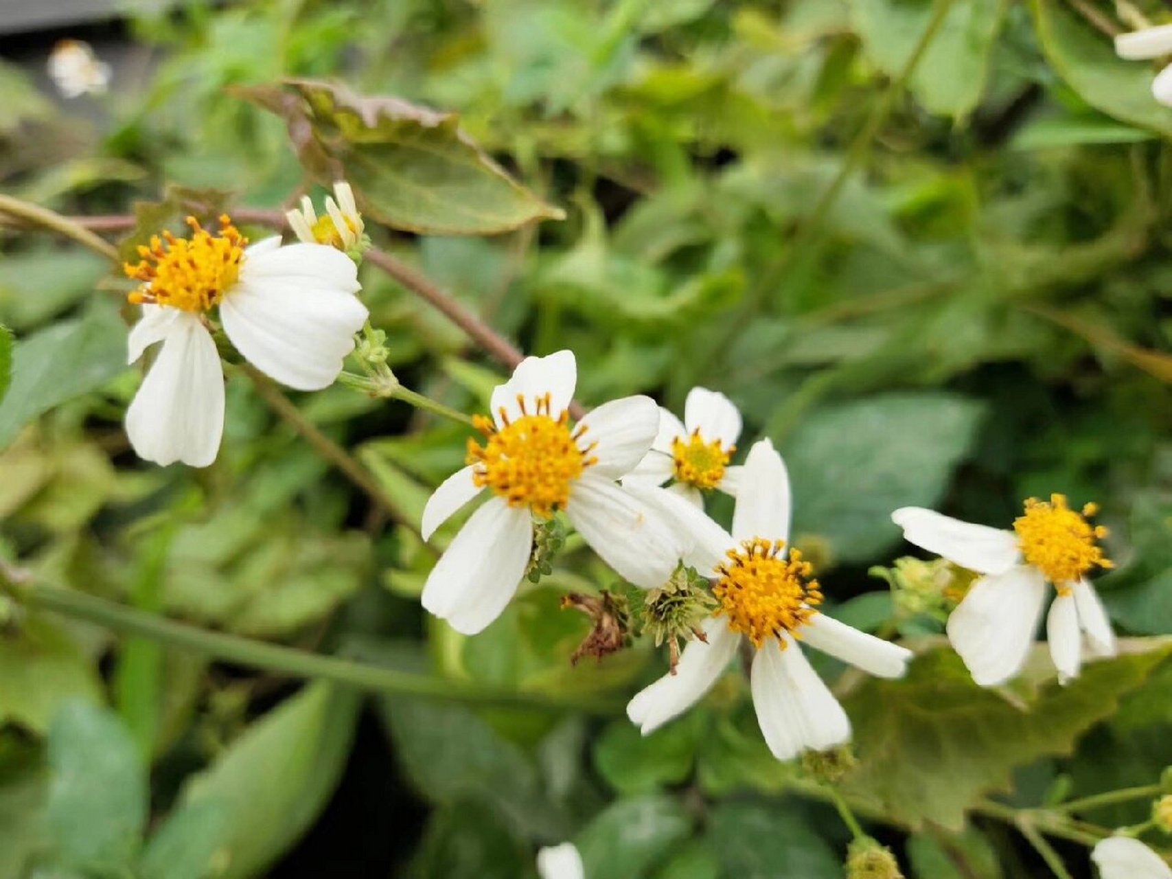 白花鬼针草94 别称:金杯银盏,金盏银盆,盲肠草.