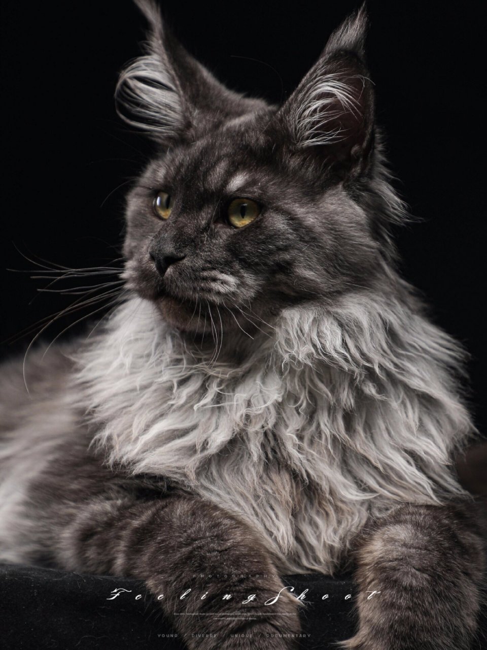 新手养缅因猫必须要知道的优缺点 93 缅因猫可是巨型猫 ,光饭量就是