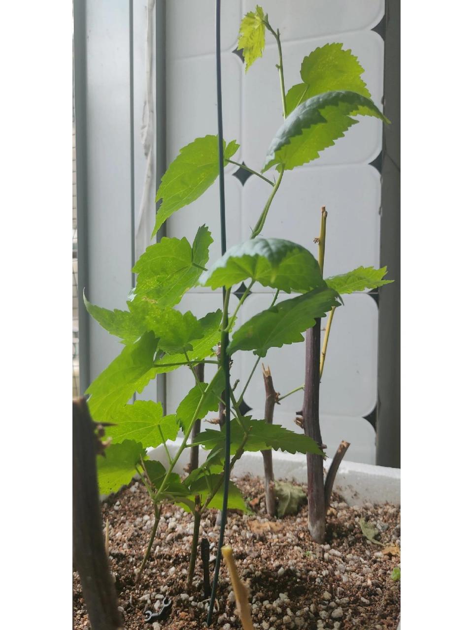 灯笼花扦插成功三颗 第一次扦插 暑假开始扦插的 期间见土干就浇水 没