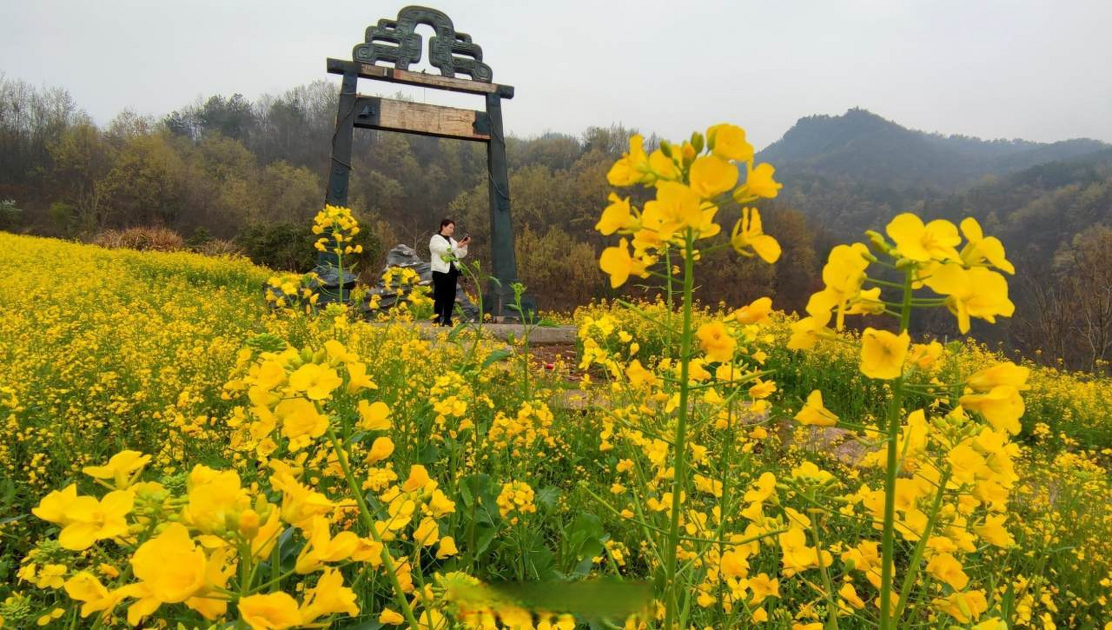 【象田油菜花开】这几日,湖溪镇象田的300亩油菜花盛开.