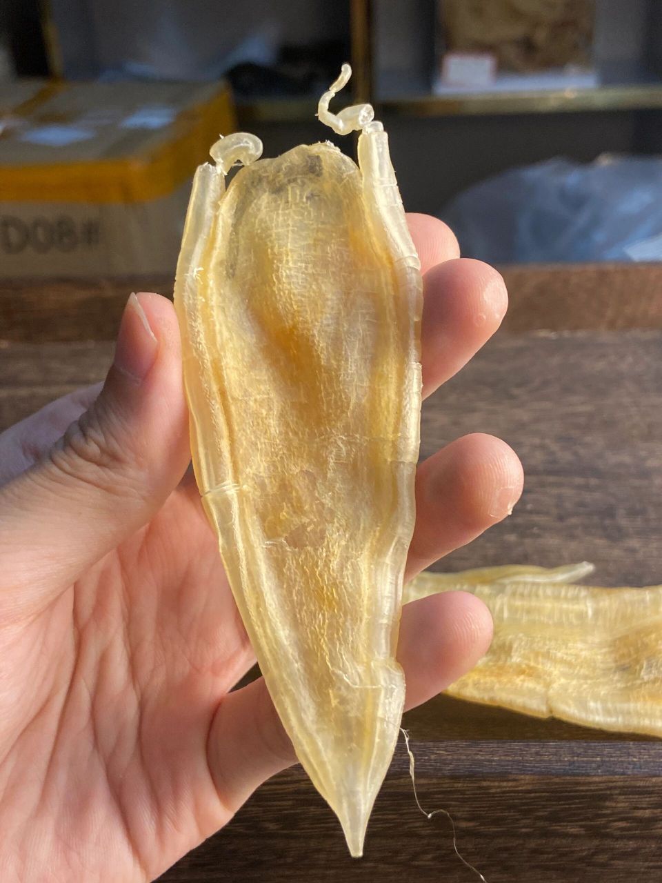 入门档鱼胶介绍-双背北海胶  实惠,双背胶是北海胶的一种,可以说是市