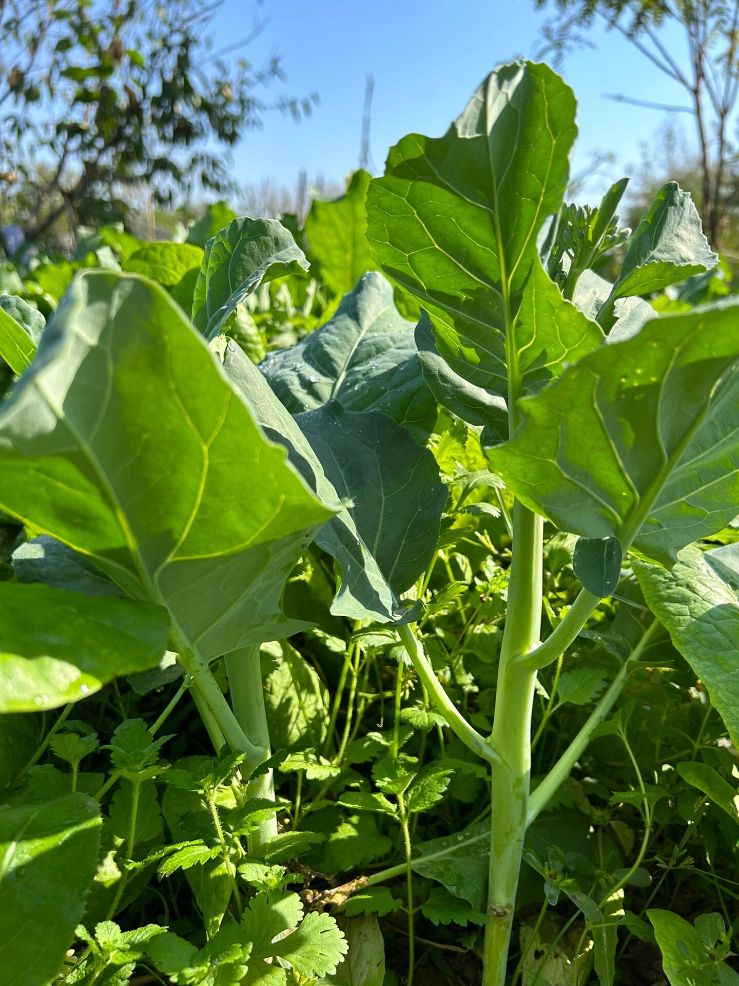 今天开始 关心粮食和蔬菜(芥兰菜02)