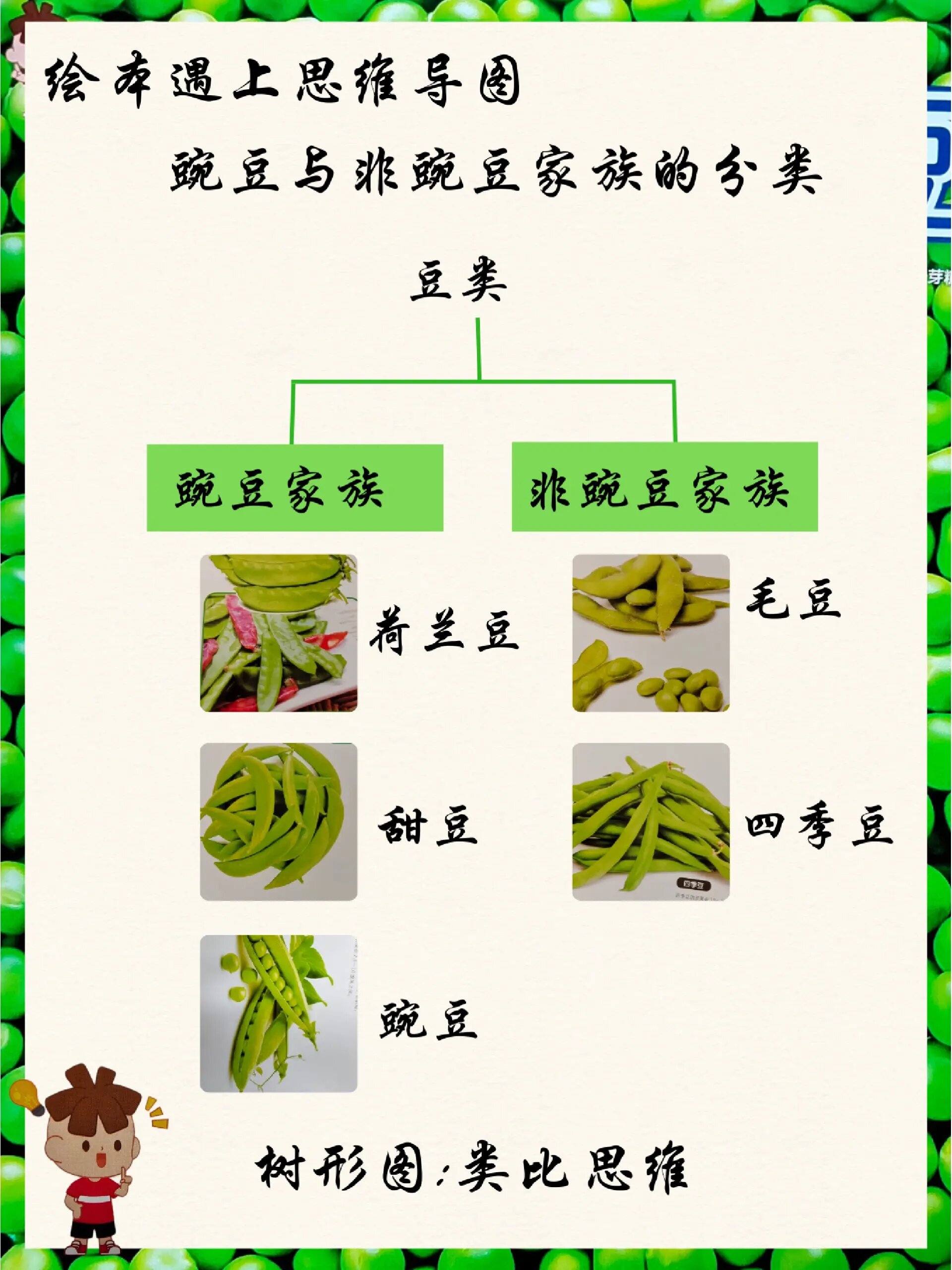 黑豌豆生长的思维导图图片