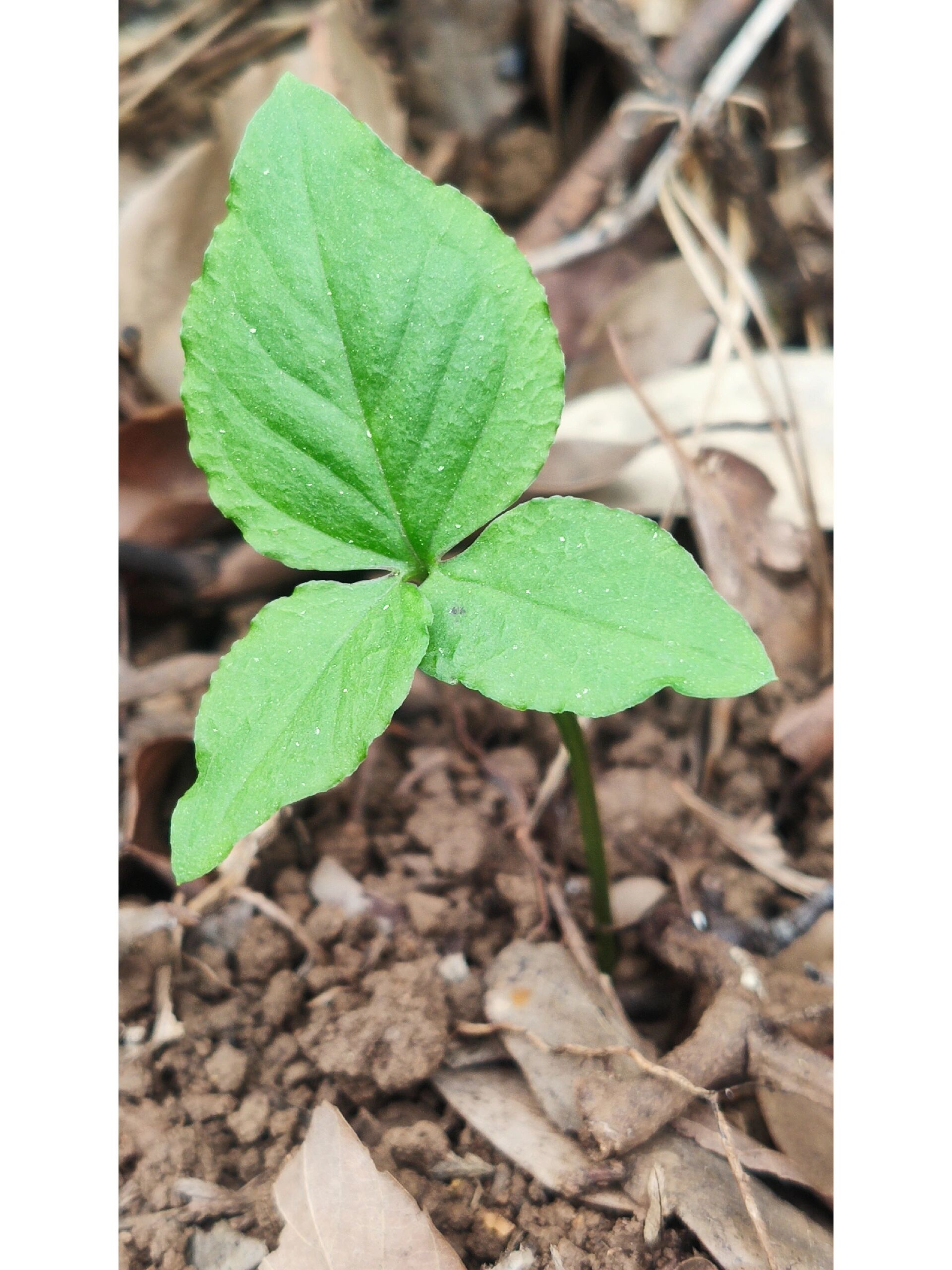 天南星科,半夏属.多年生草本植物. 花期5-7月,果8月成熟.