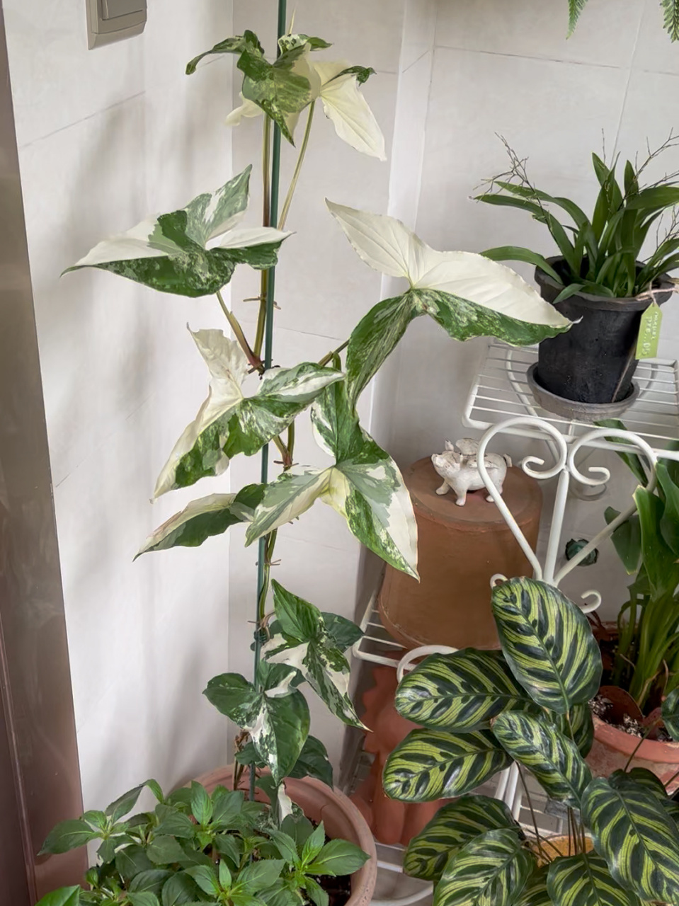 白锦合果芋养护分享 经历了一个冬天,一个春天,终于我的这颗白锦合果