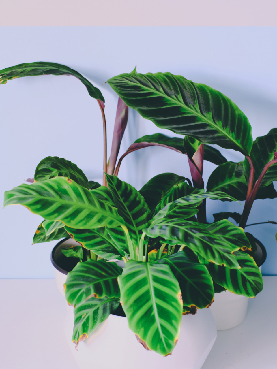 植瘾者|竹芋 — 紫背,绿背天鹅绒 来来来,再来一篇竹芋安利文养护简单