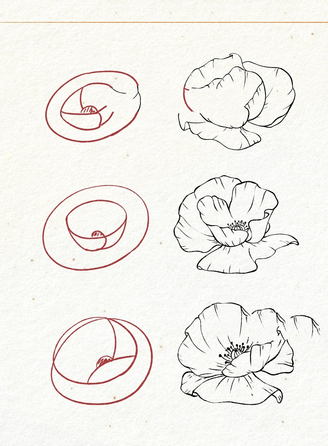 虞美人的样子 简笔画图片