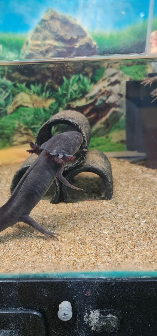 第一次在澳洲宠物店里见长了四条腿的鱼 这种鱼我真的第一次见,叫什么