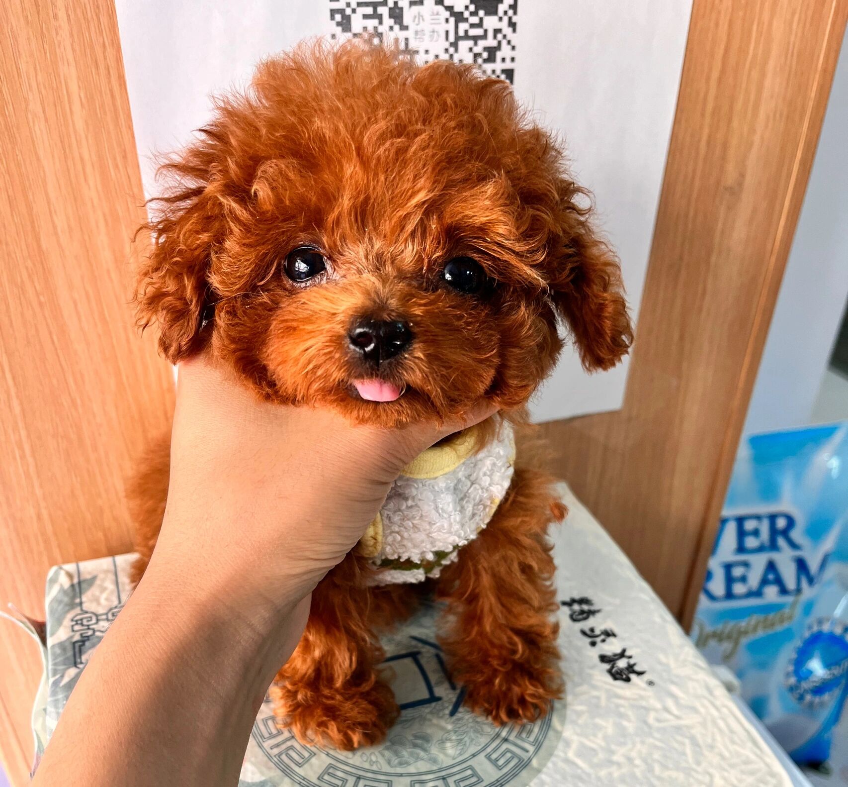 三四个月的茶杯泰迪一个月长多少算正常