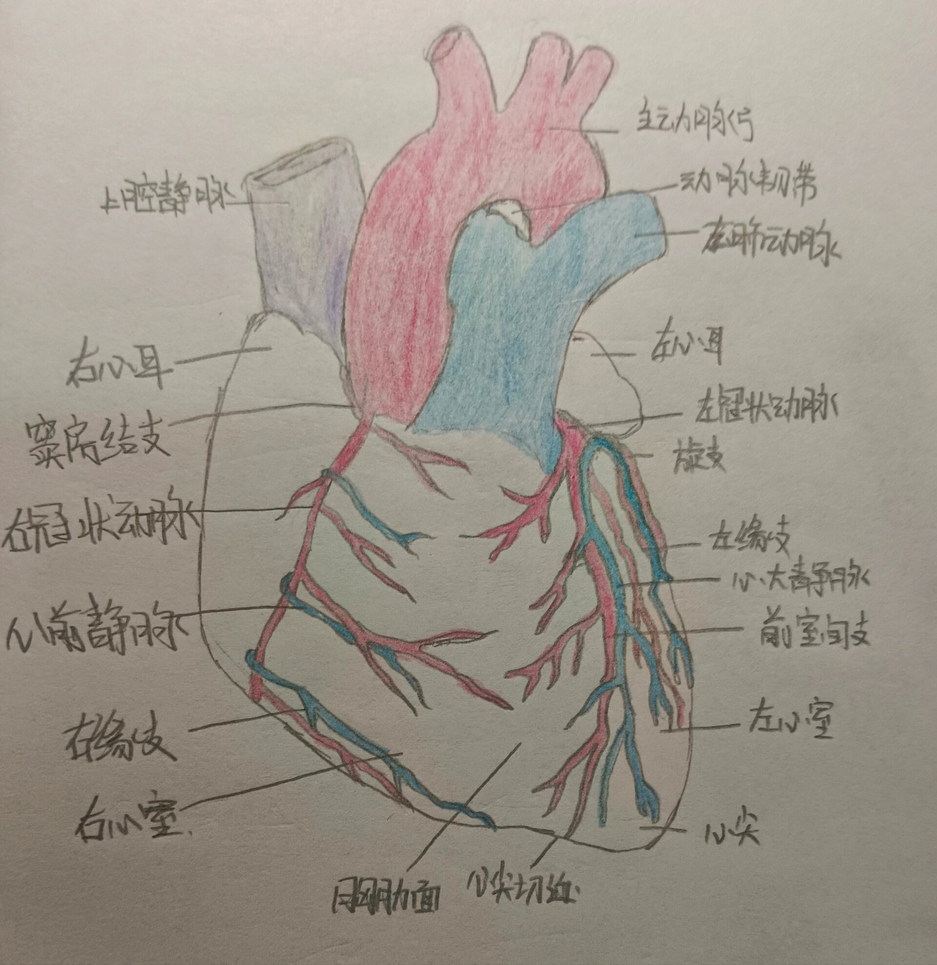 学生画心脏结构简图图片