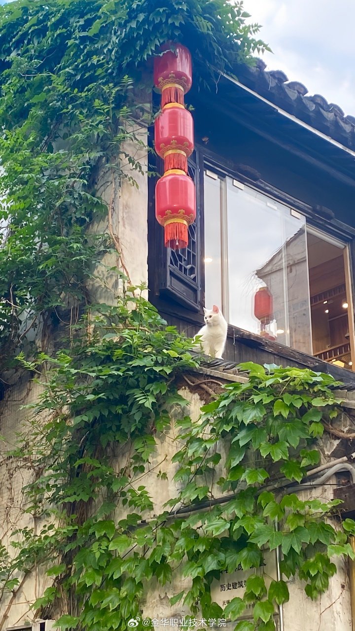 金华职业技术学院#  猫在窗檐发呆,满怀期待.