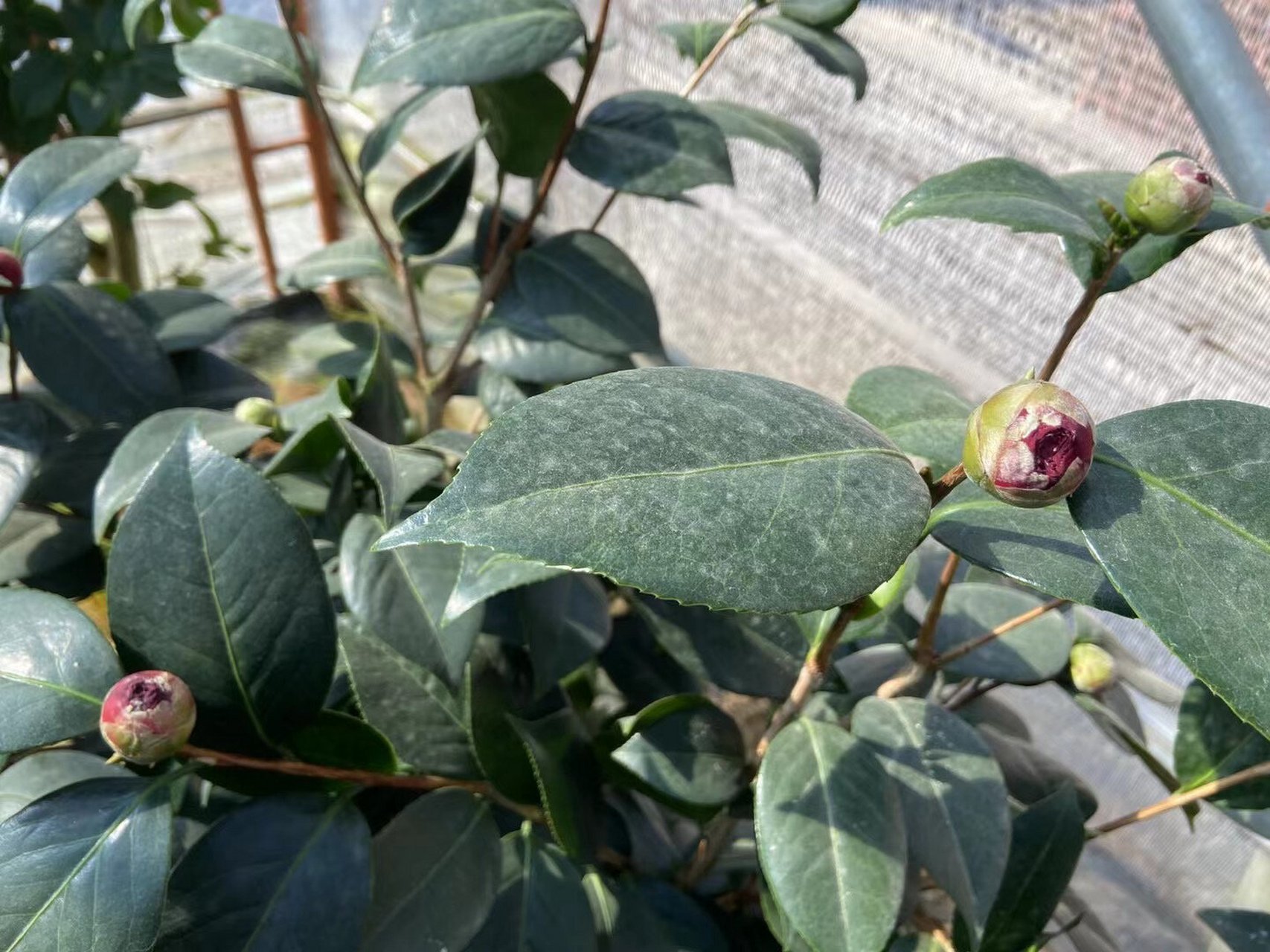 春秋战国茶花