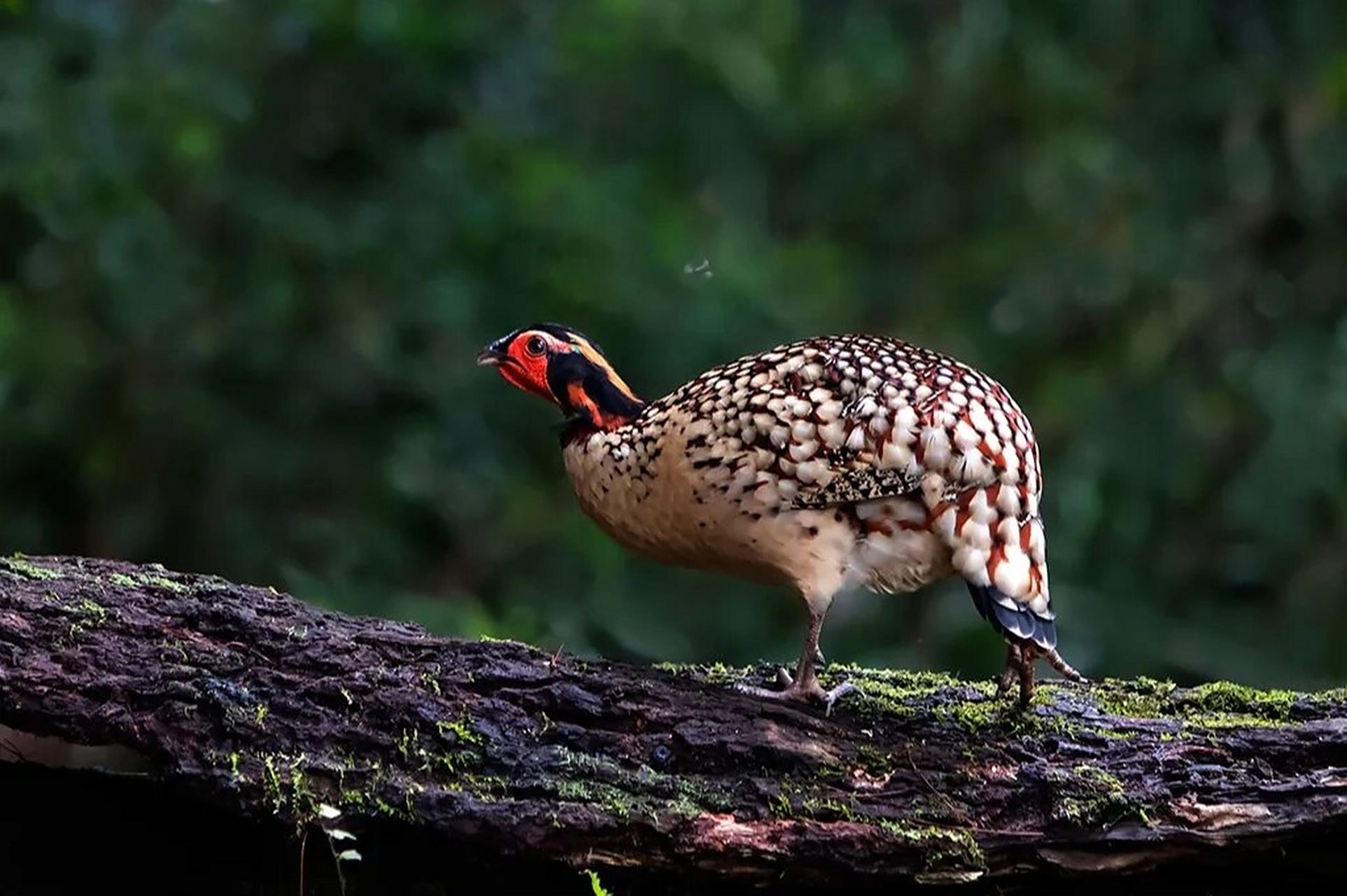 黄腹角雉 雉科角雉属的鸟类 黄腹角雉(学名:tragopancaboti),别名角鸡
