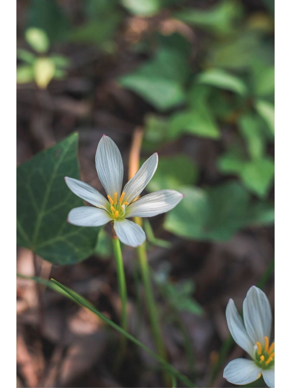 识花系列|卑而不微,纤而不弱的小花7815 今日介绍:葱莲 学名:葱兰