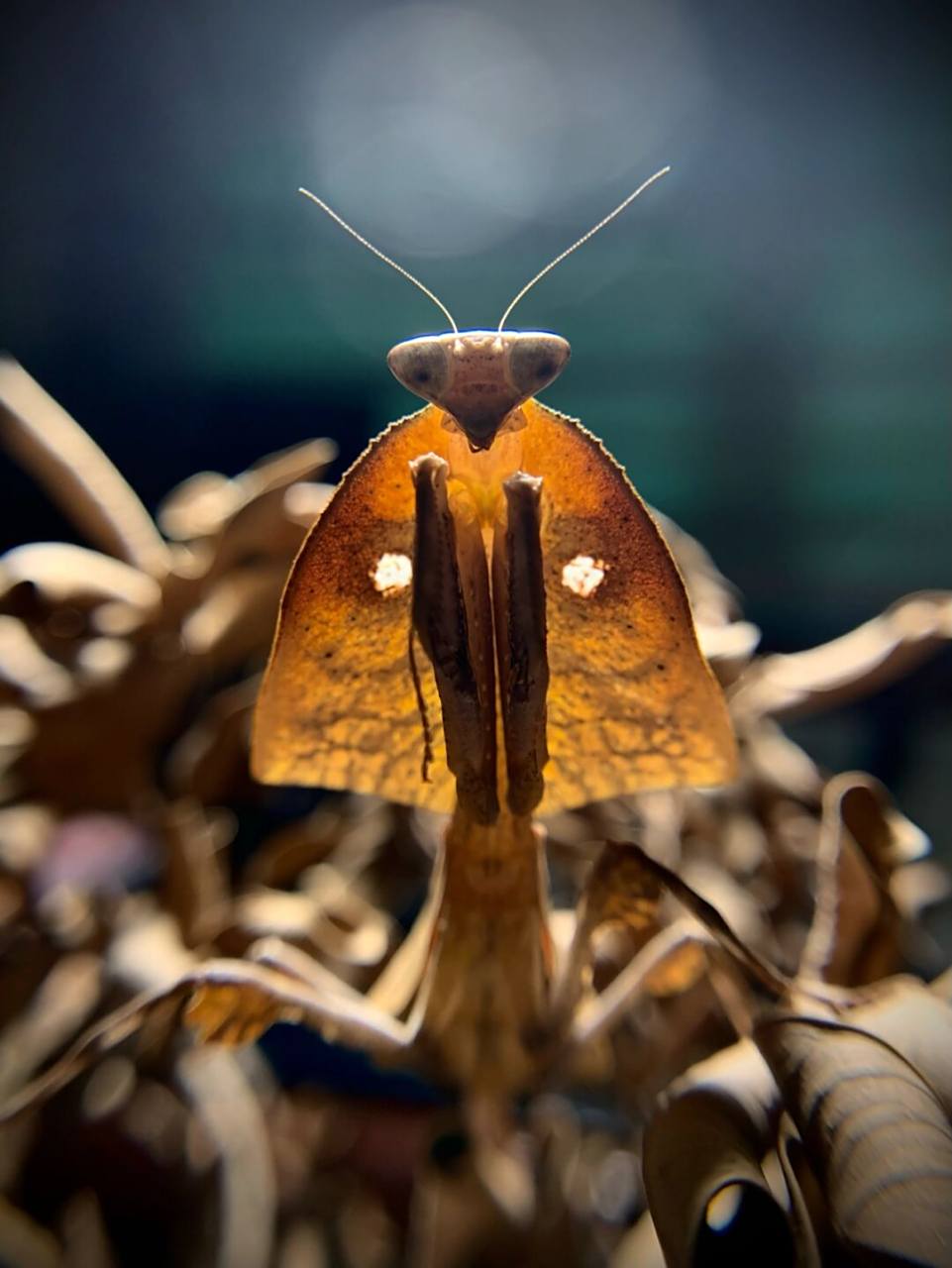 眼镜蛇枯叶螳螂94 原产地为马来西亚,其背部拓展完全拟态枯叶,翅膀