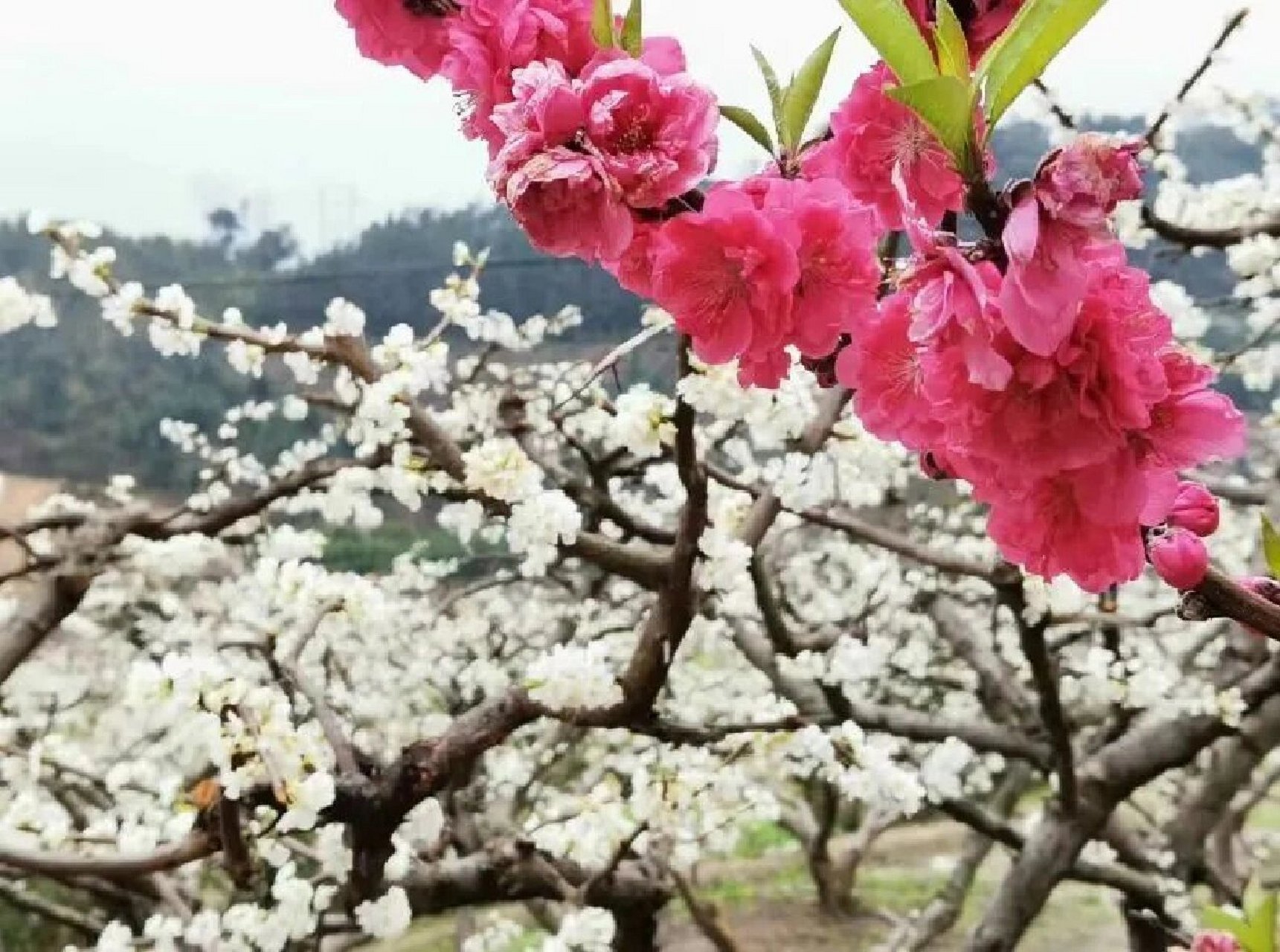 韶关九峰山桃花图片