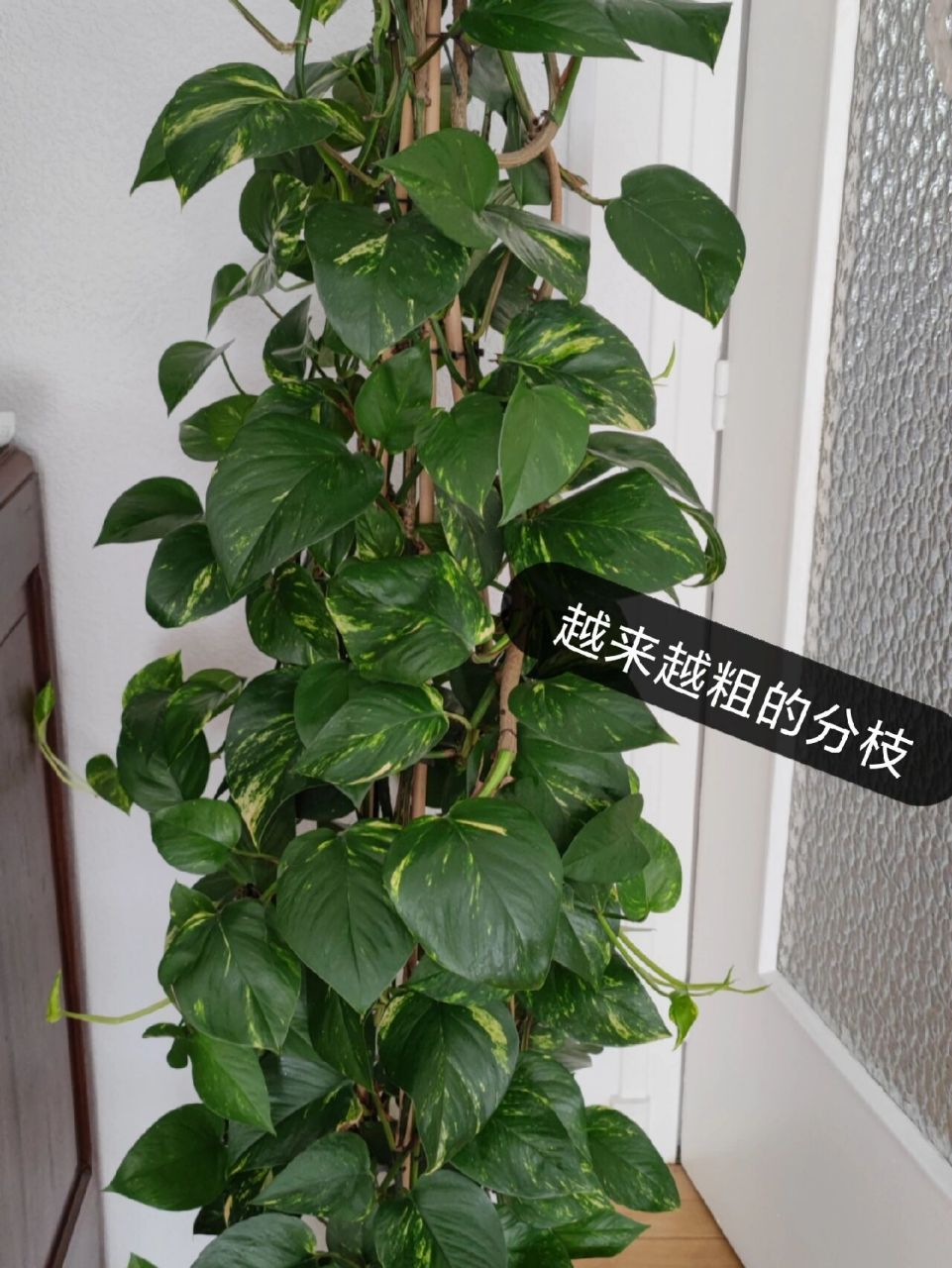 绿萝该怎么修剪 家里绿萝越长越强壮,根细但是上面越长越粗,不知道该