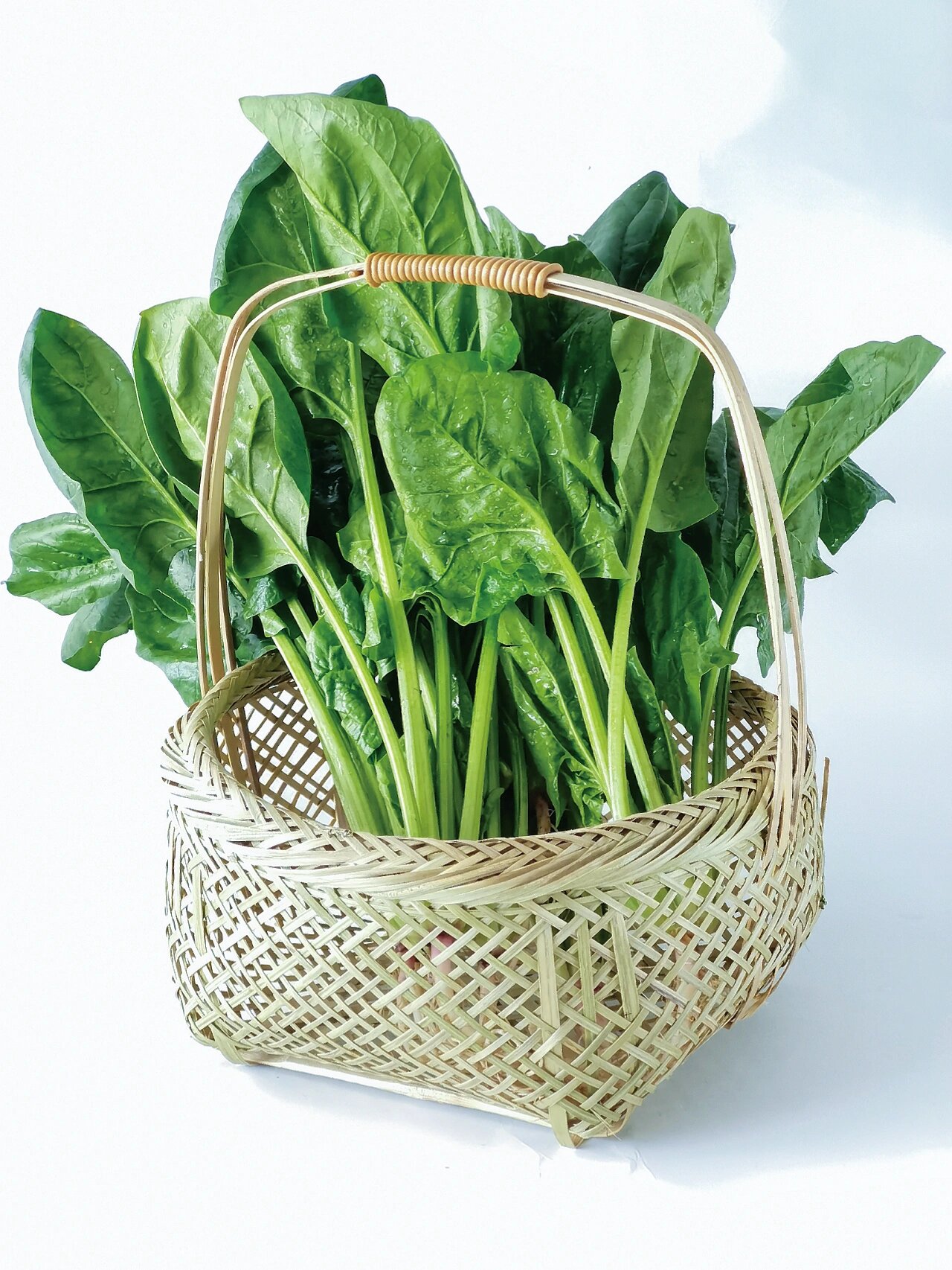 绘画素材//菠菜