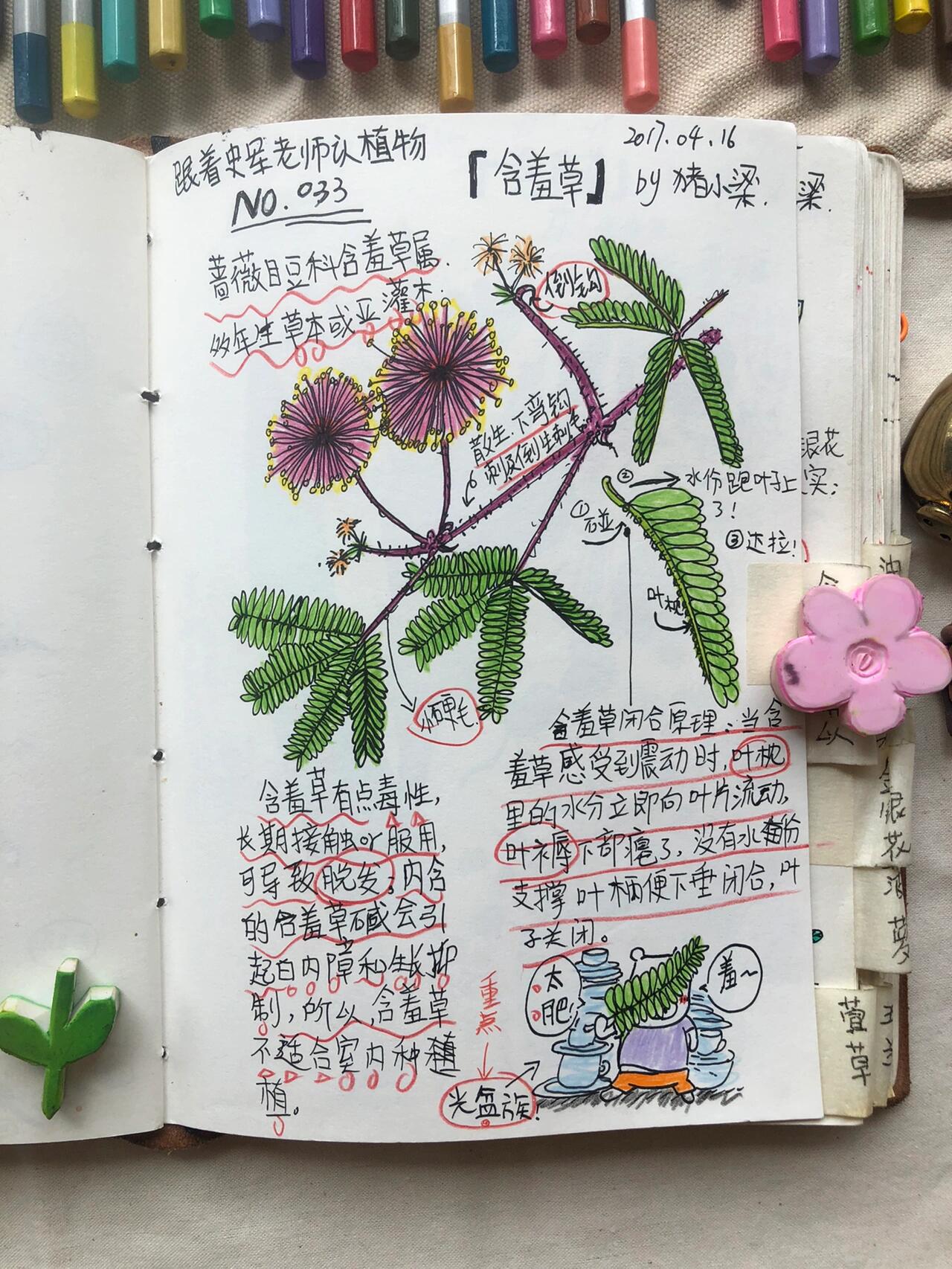 植物备忘录内容图片