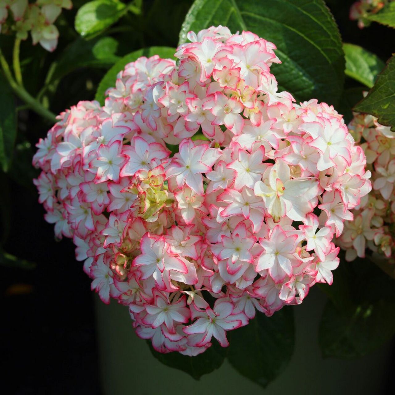 云之垚花卉# #绣球# #绣球卡伦