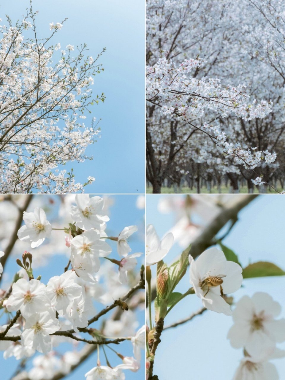 盐官百里钱塘生态绿带图片