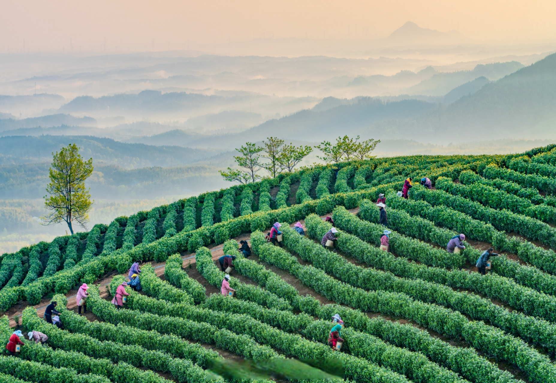 护茶香更远】4月10日,安徽省宣城市宣州区人民法院的普法小分队迎着