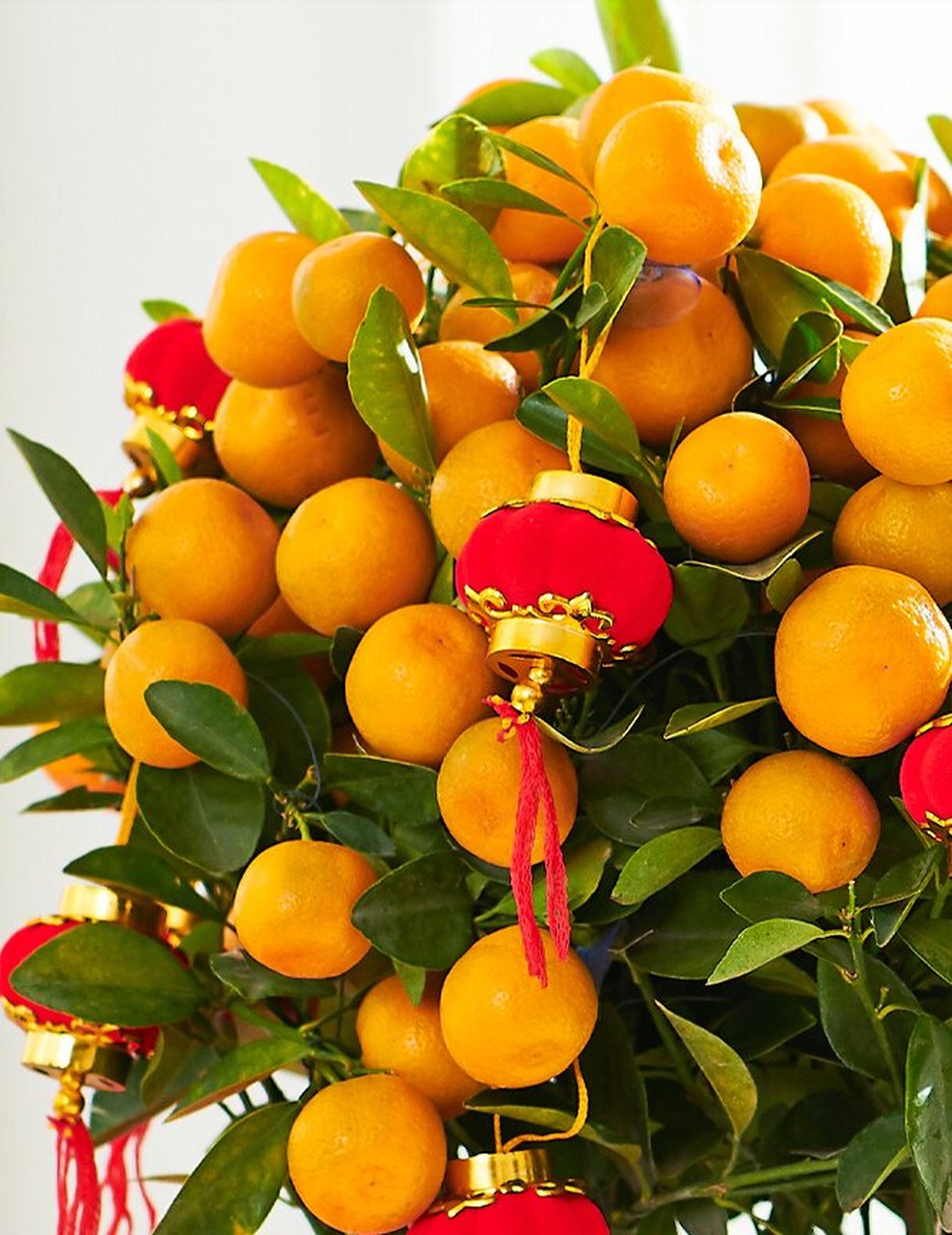 广东省特产 - 龙门年桔 龙门县年桔种植历史悠久,可追溯到清朝初期