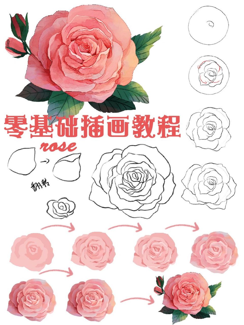 零基础插画教程|超简单玫瑰花的画法95 简单易懂的玫瑰花画法教学