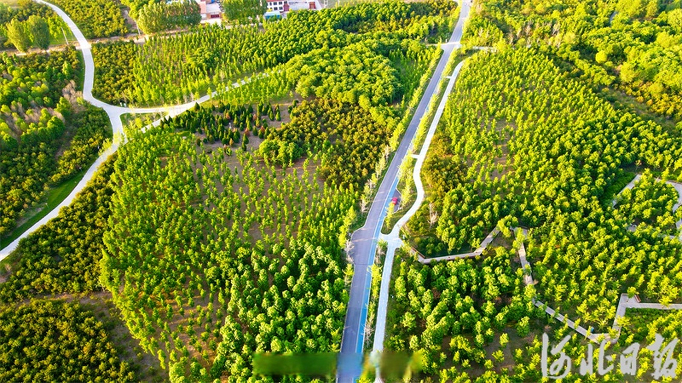 这里是雄安#【"千年秀林"美】雄安新区持续推进"千年秀林"建设,筑牢