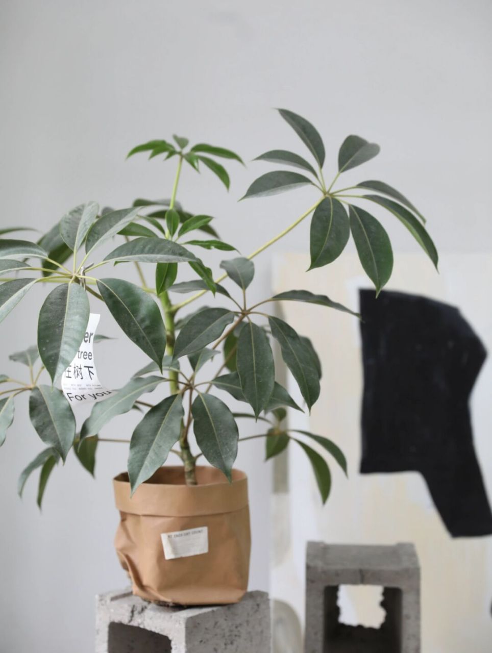 教你室内养好一盆日本大叶伞绿植盆栽 网红日本大叶伞相信很多人都