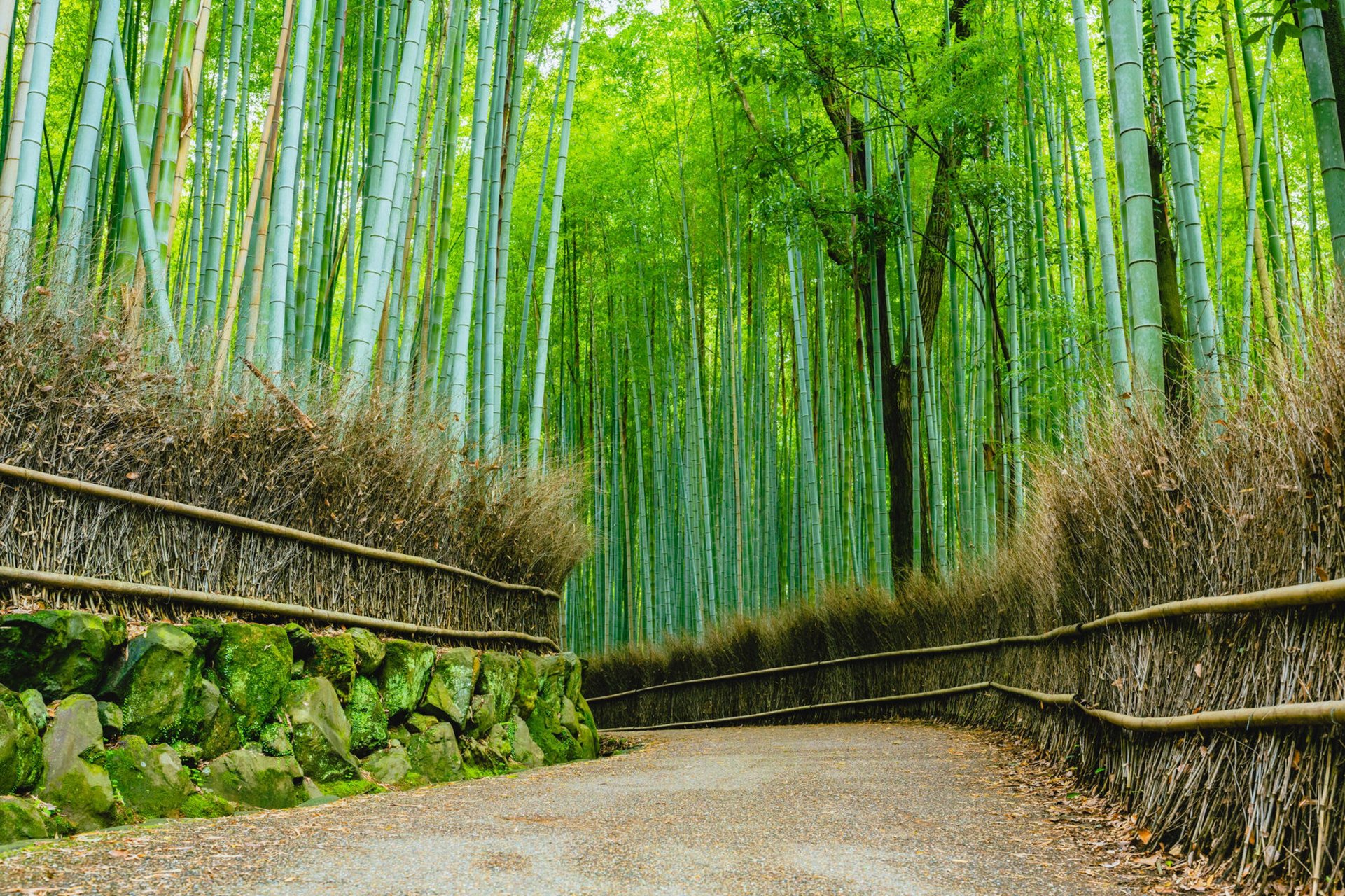 差不多一年多前,在几乎没什么人的情况下拍到了很满意的岚山竹林(有