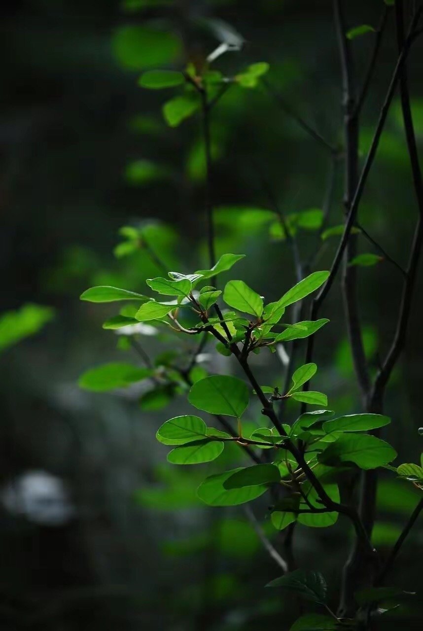 尘世絮语《史记:诟莫大于卑贱,而悲莫甚于穷困.