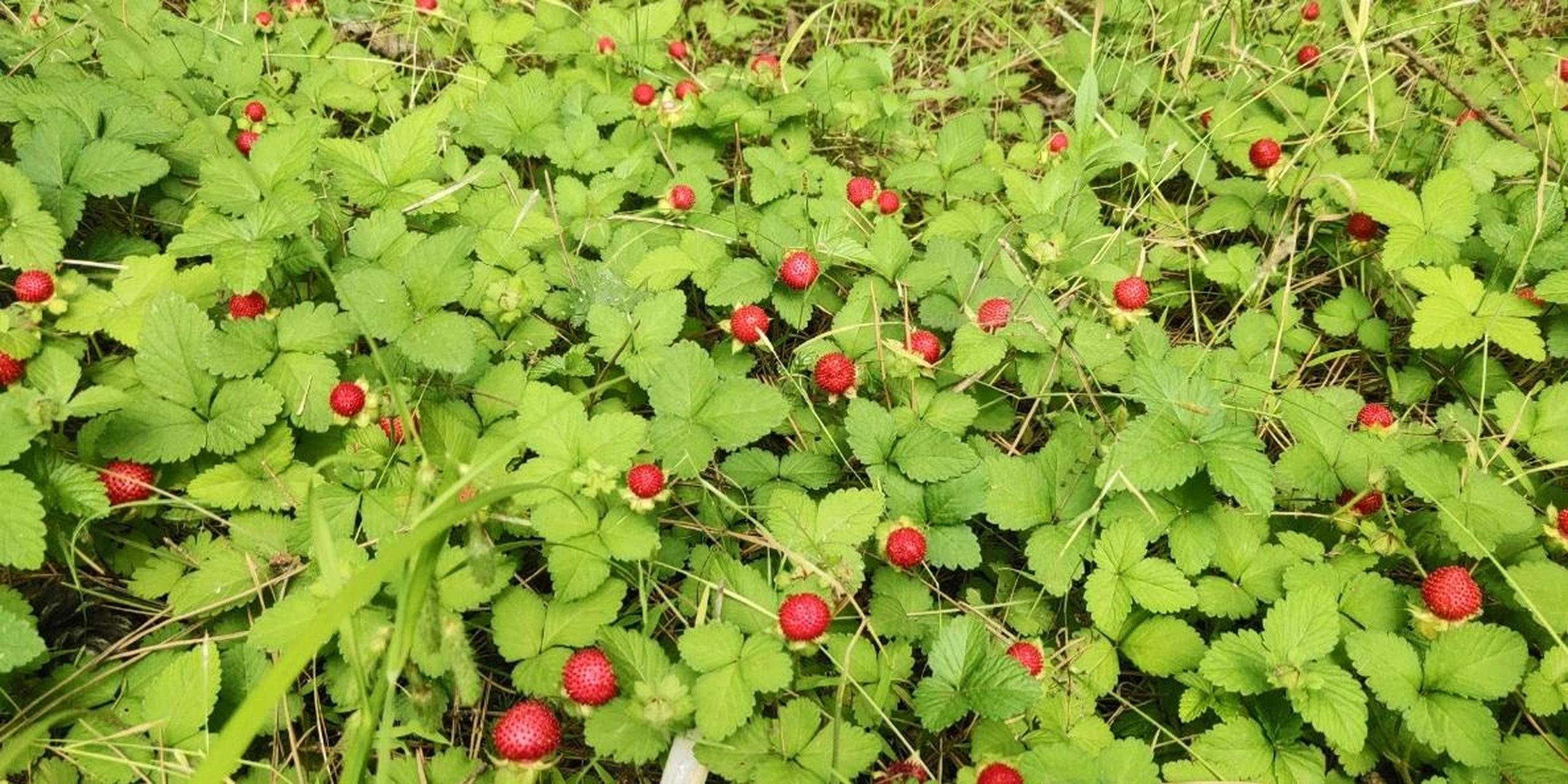 蛇莓与草莓的区别图图片