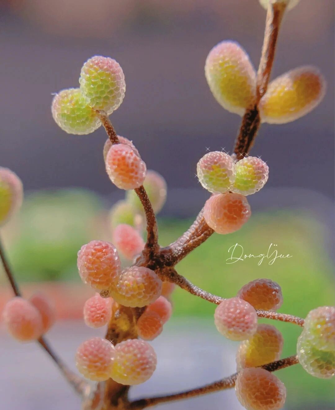 枝干番杏有好几种,其中糖球深得我心.