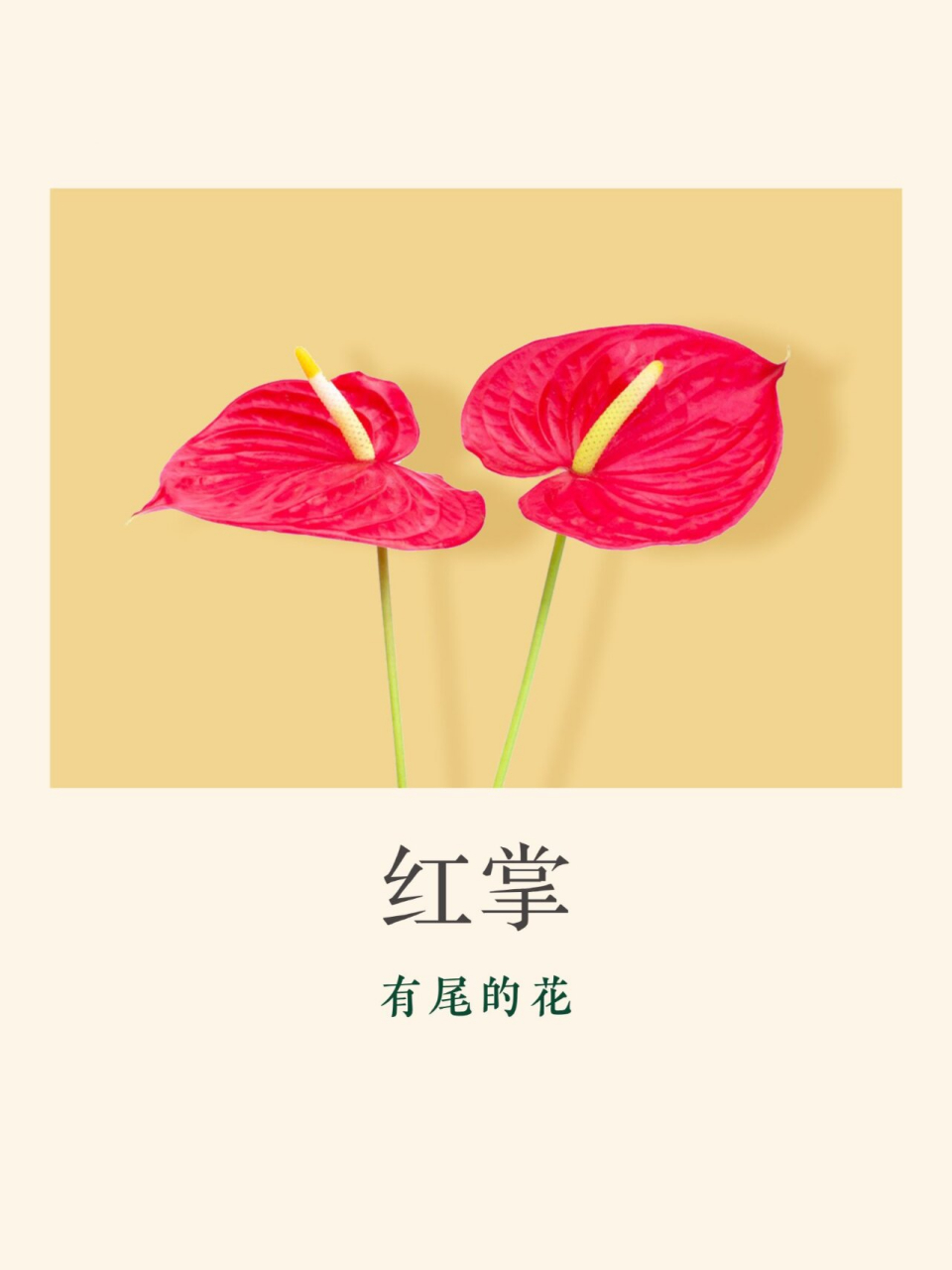 火鹤花的花语图片