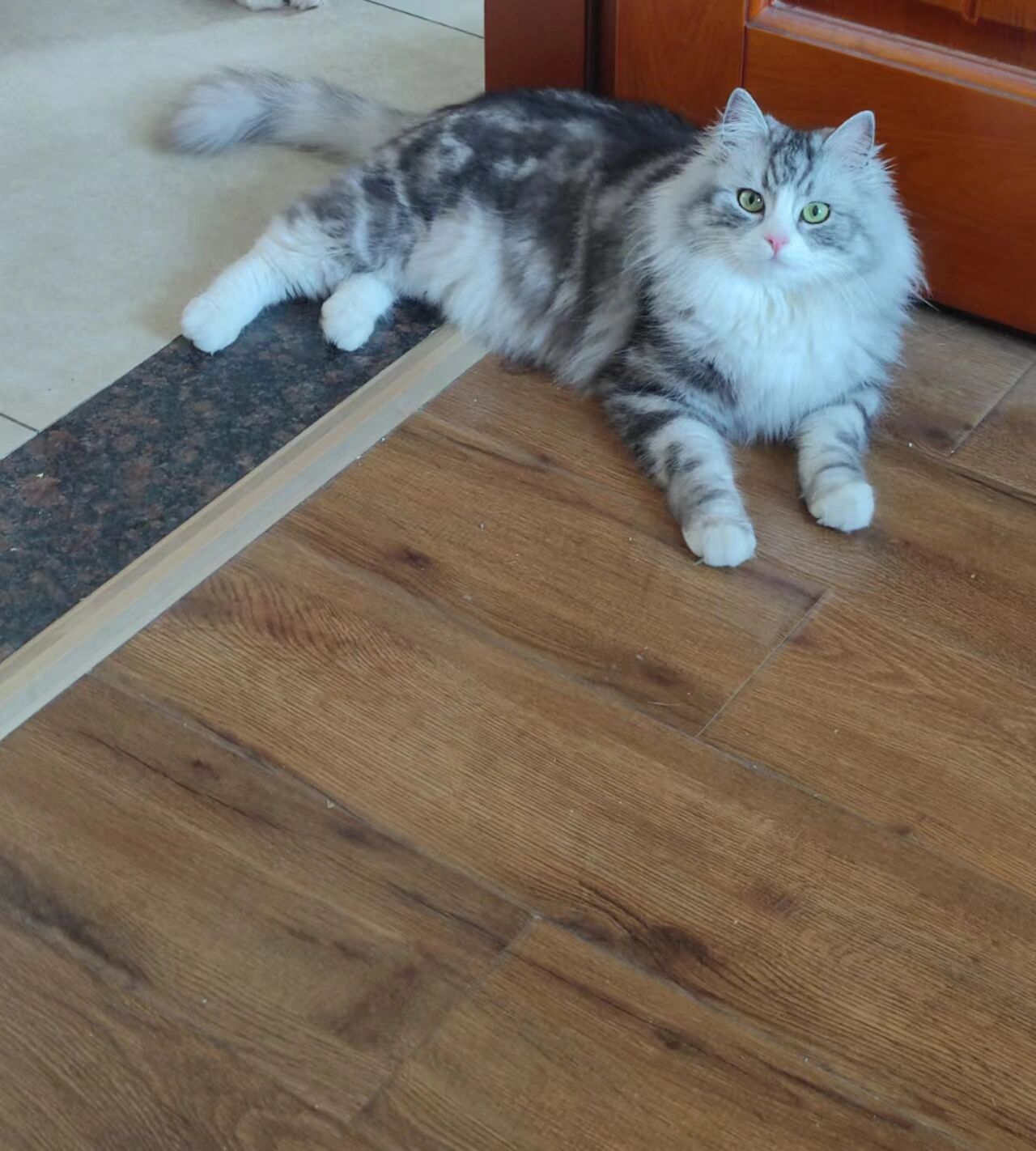 902000长毛美短高地猫美短起司美短加白