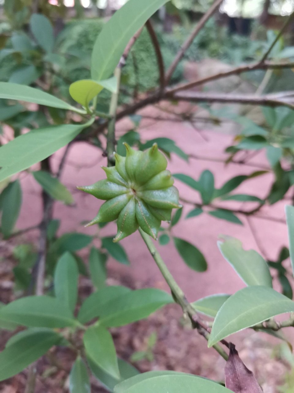 七彩生命 || 有毒的假八角 野八角(莽草)与八角的区别: 莽草:果实多为