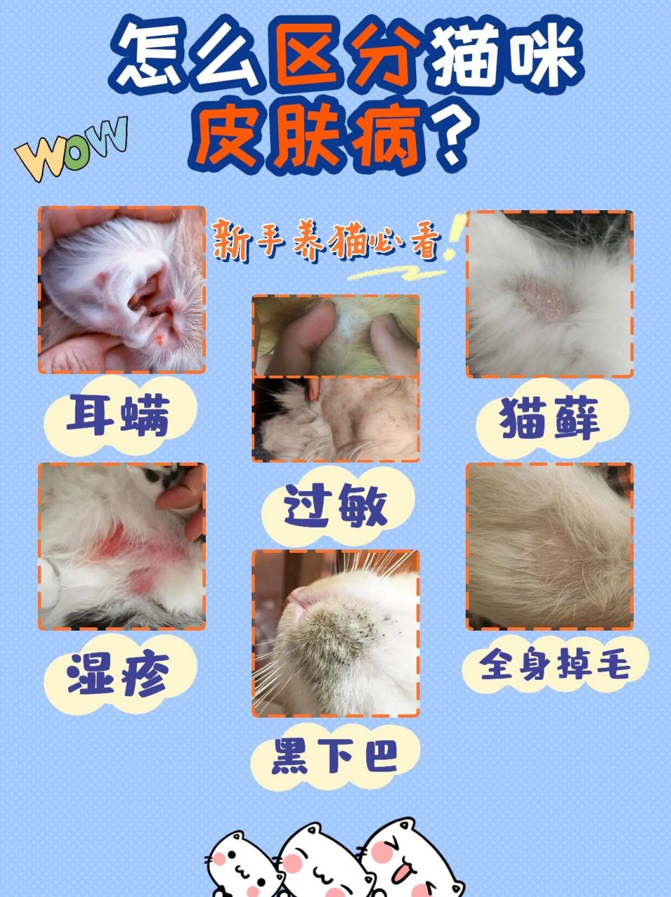 猫咪皮肤病分类图片图片