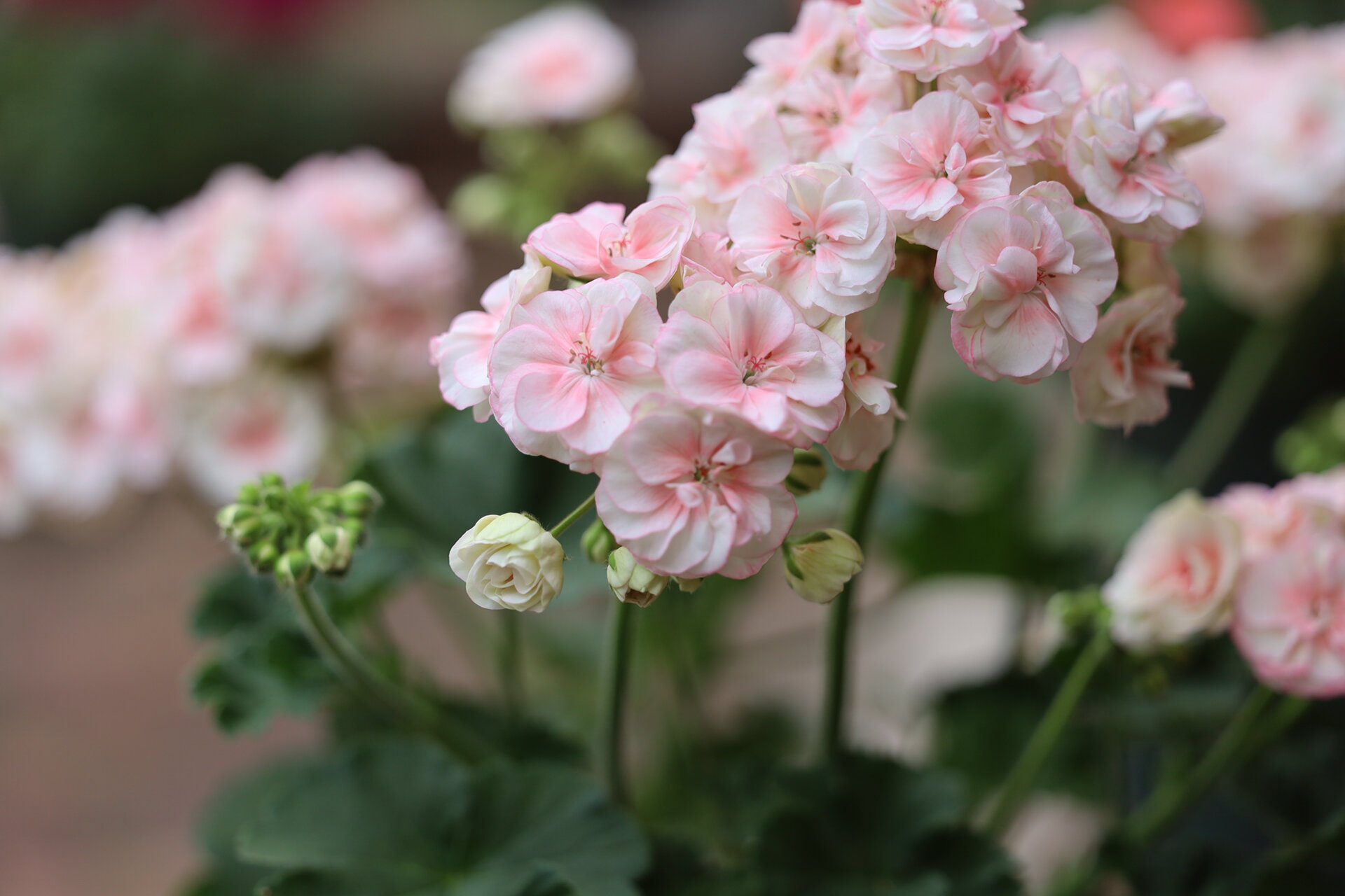 2022年封神的天竺葵 粉色图1兔子粉 图2山宫 图4天使之泪 图6国王 图7