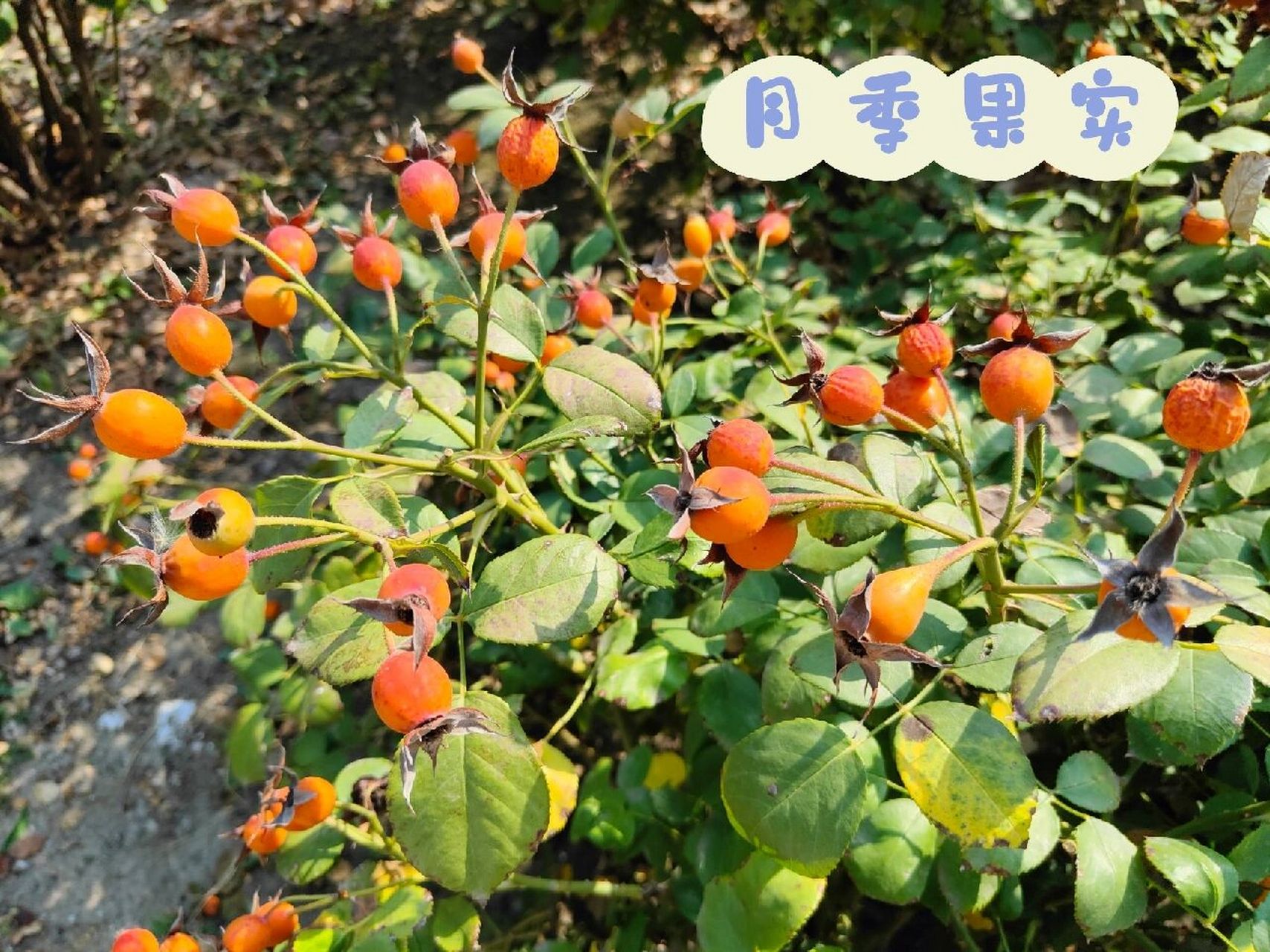 又到了月季,紫藤萝,金银忍冬(结果)的季节 图1/2/3为月季的果实,拍摄