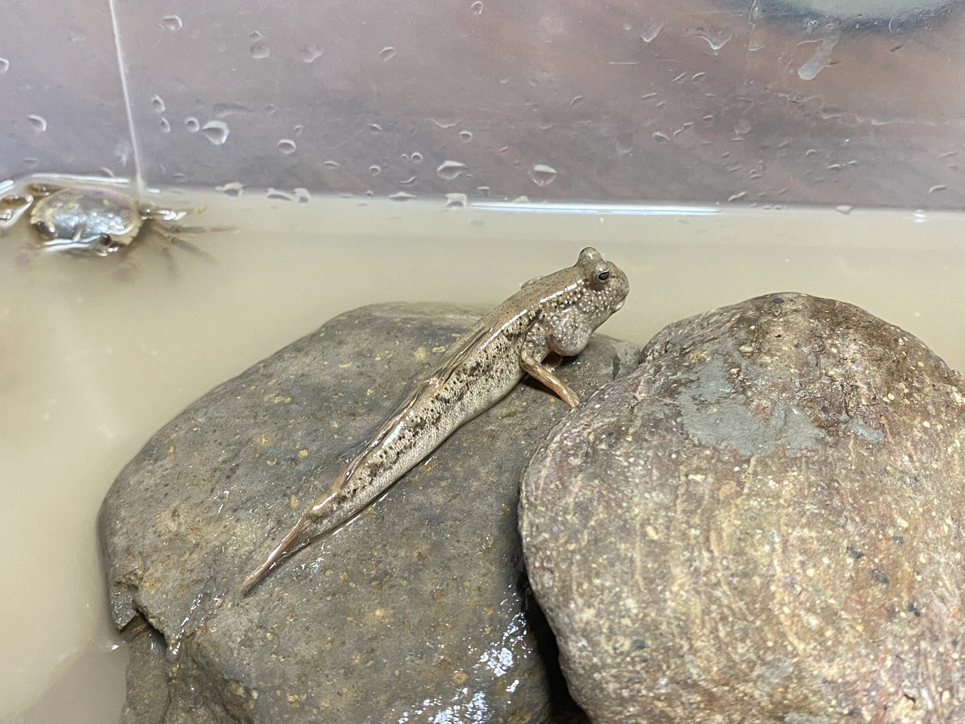 弹涂鱼 | 赶海野采跳跳鱼微型海缸装填中