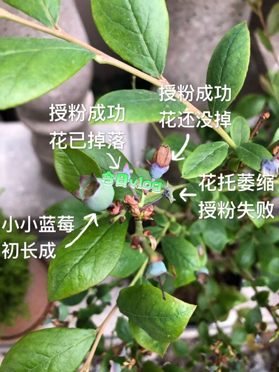 蓝莓授粉情况分析图 盆栽蓝莓,要人工授粉哦[你懂的],授粉充分挂果