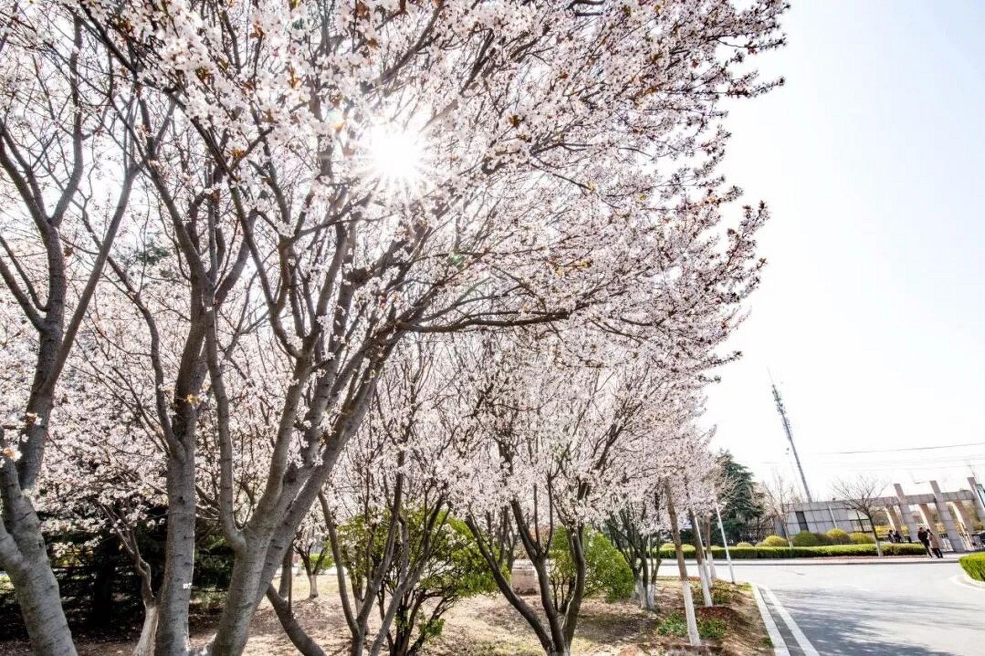 青岛技师学院即墨校区图片