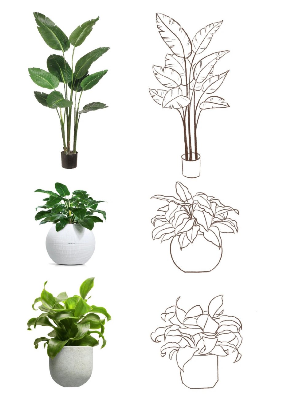 植物盆栽速写2/100 附步骤图